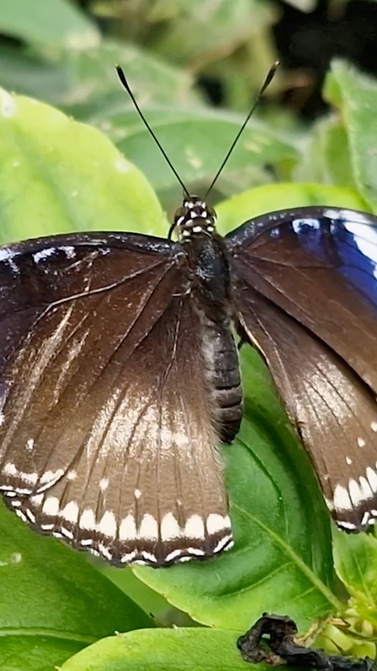 This National Butterfly Day (14 March), we’re celebrating the beauty of butterflies and the places that protect them 🦋
From magical moments inside Stratford-upon-Avon Butterfly Farm to butterfly-inspired gifts supplied by The Gift Scholars, it’s all about inspiring a love for wildlife — long after the visit ends. Thanks to @Stratford for having us! #NationalButterflyDay #ButterflyConservation #ButterflyFarm #WildlifeAwareness #StratfordUponAvonButterflyFarm