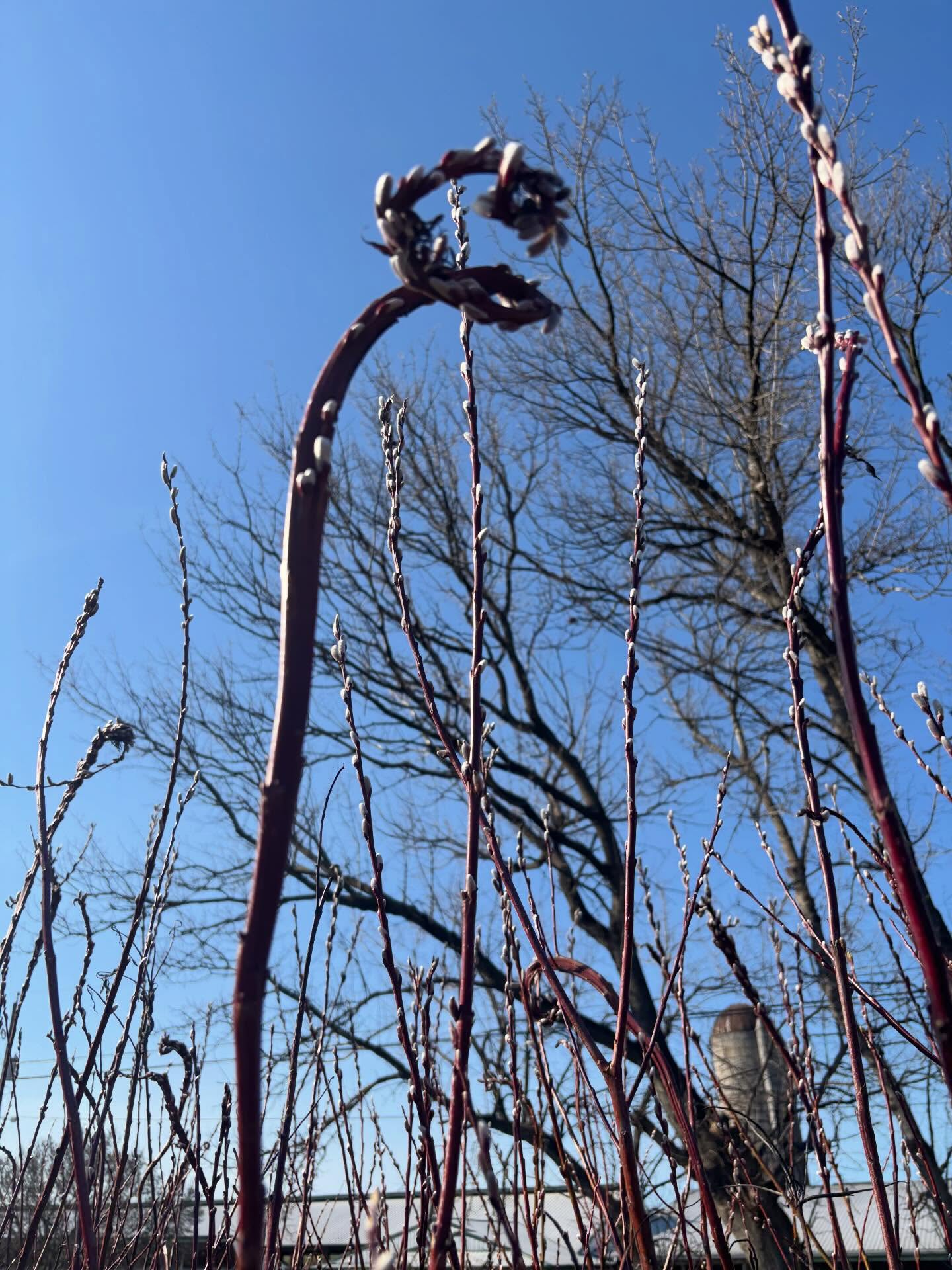 It’s really starting to look springy around here!
🪺Thanks for all your wreath orders this week! Be sure to email us if you want to snag one.
🪺Easter plans to be announced in a few days…it’s going to be good!
🪺And if you want in on these precious early blooms, Bouquet Club is the best way to get all the best and most precious spring gifts. To join the Club, head to our website, link in bio.