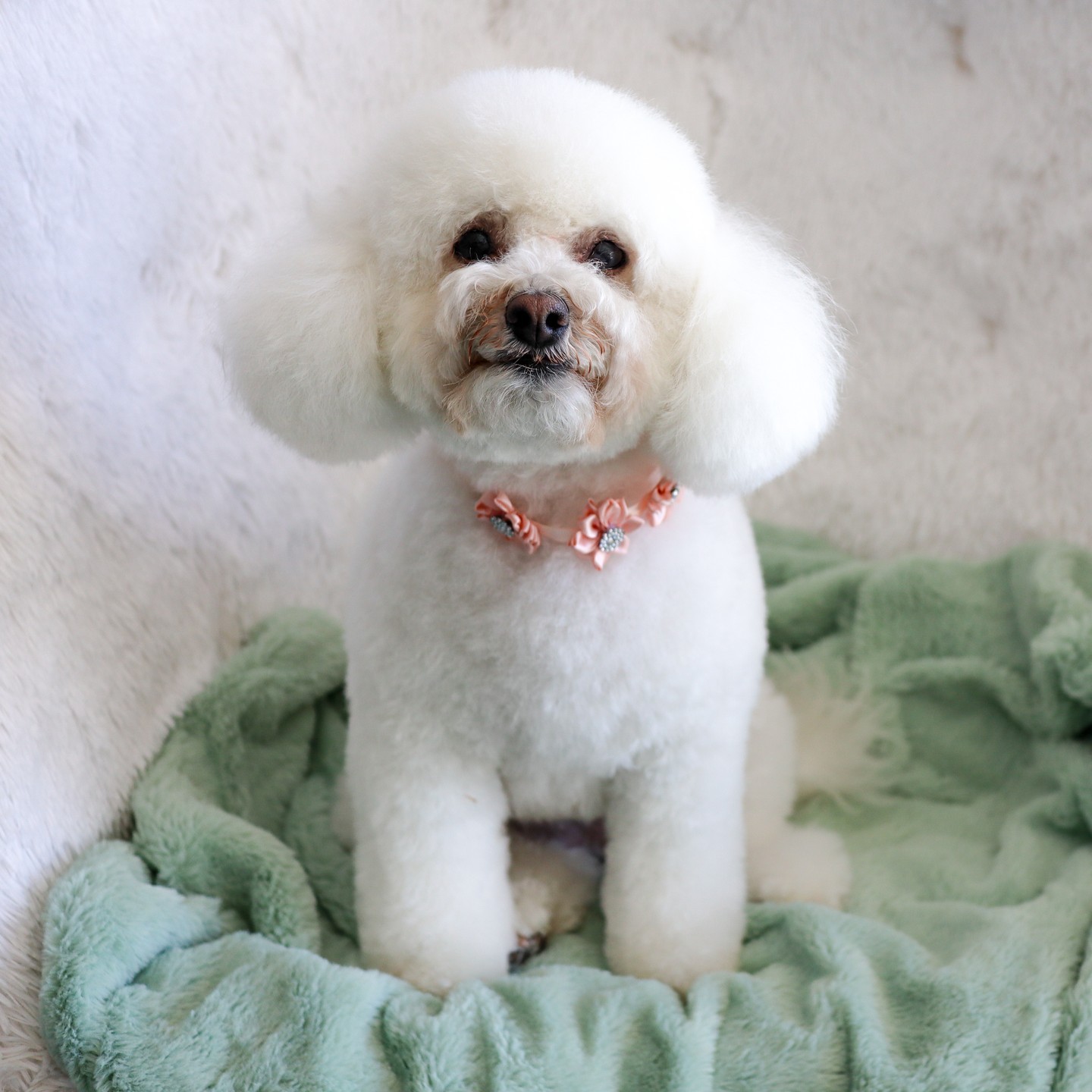How cute is she after her full service groom? Book now as the warmer days are coming!