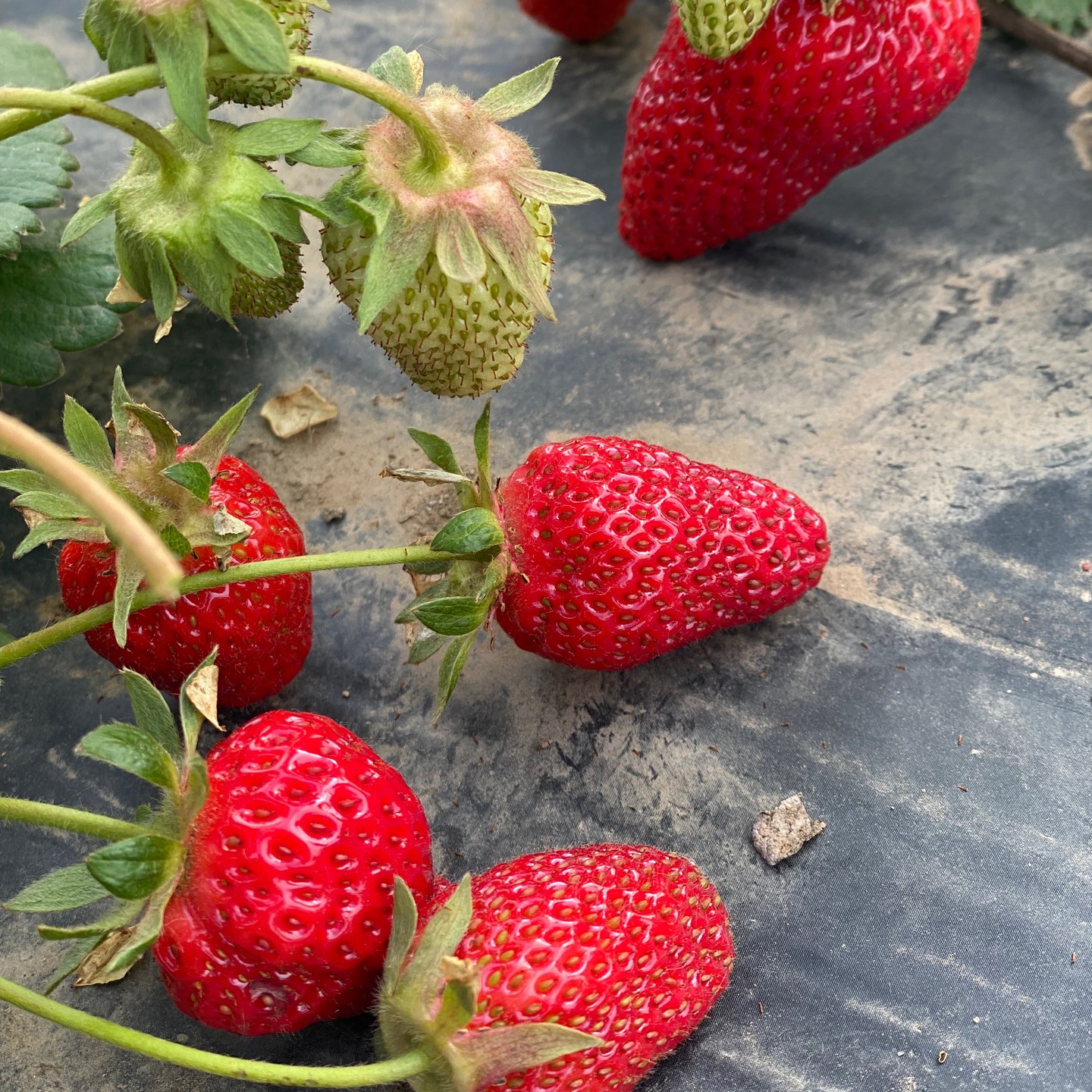 Well, May flew by way too fast (sorry, no time for IG posts!), and we’re launching into a very busy month of June with back-to-back markets Saturdays and Sundays plus a new mid-week market every other Wednesday.
Saturdays @vanmarkets Riley Park, June 3rd, 10th and 17th from 10:00 – 2:00
@ubcfarm Farmers Market June 24th from 10:00 – 2:00
Sundays @vanmarkets Mount Pleasant, June 4th and 18th from 10:00-2:00
@coquitlammarket Coquitlam June 11th and 25th NOTE: time here is 9:00-1:00
Wednesdays @portmoodymarket June 14th and 28th from 3:00-7:00
Plus, a heads’ up, for the first time I will be giving a “Jams, Jellies and Preserves 101” workshop Sunday, June 25th @coquitlammarket Farmers Market. This is a beginner workshop where you’ll learn about pectin, the differences between jams, jellies and marmalades, and the science & art of making your own preserves. For registration details, please check for a post from @coquitlammarket as there are only 15 spots available.
It seems summer has finally arrived, with the first batch of beautiful, luscious strawberries picked yesterday morning in Abbotsford. Just look at those gorgeous, shiny faces! For customers asking for these long-awaited strawberry jams - Thai basil and star anise - they’re here! The Thai basil is a Queen of Siam variety, grown in my own community garden plot! After being on the waiting list for more than 3 years, I finally got a plot this spring. Yaaay! However, it looks like I may have over-planted a bit?!
This month, leading up to Father’s Day, Sunday June 14th we will be showcasing some newly packaged TRIOS: Some Like It Hot, Some Like It Sweet, Some Like It Tangy. Depending on your dad’s tastebuds, you can choose one of these flavour profile Trios for his special day. Each Trio comes with a tag featuring product descriptions & pairing suggestions.
Get your sunscreen on, grab your market bag and come on out and #supportlocal
Check our market schedule for dates & locations, and don’t forget to bring your empty jars back: 50 cents each towards your next purchase.
#portmoodymarket
#coquitlammarket
#ubcfarm
#BCfarmersmarkets
#yougottabehere
#farmtotable