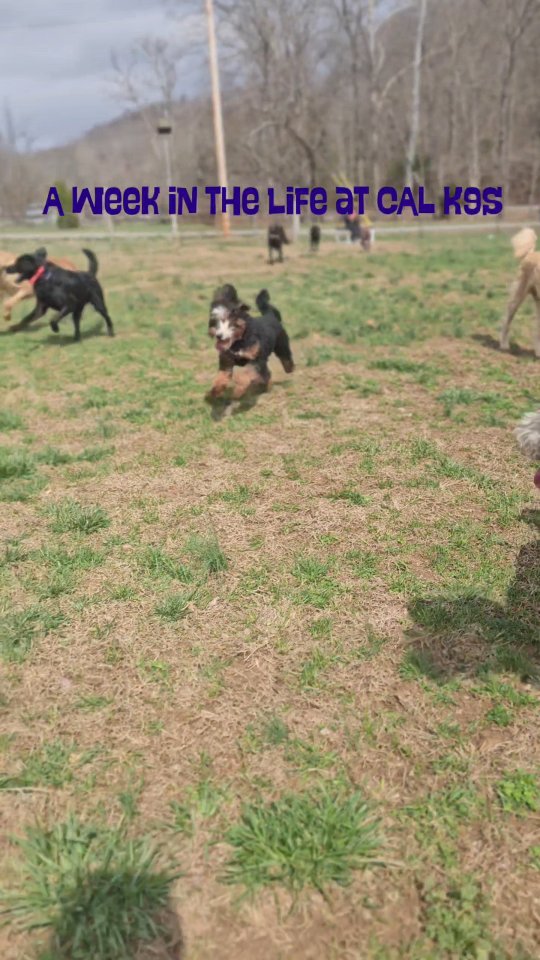 ✨️ Train. Play. Adventure. Nap. Repeat. ✨️
#dogtraininglife