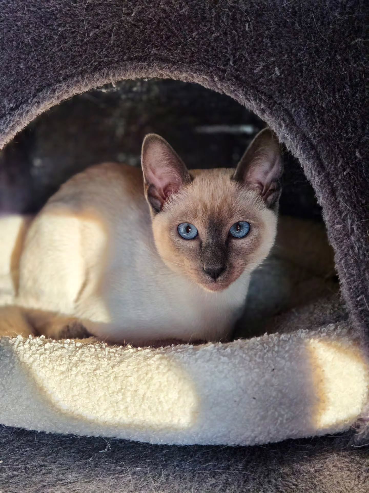 Welcome home, Valentino! 🤍 (Deutsche Version unten)
With great joy we would like to introduce the newest member of our Mystic Paws family!
Valentino is 4 months old and joined us from the Summercats cattery in Germany. What makes him truly special is his heritage. He is the last descendant of a remarkable genetic line that originated in the Netherlands and has been carefully continued since 1998.
We feel incredibly honored and grateful to have the opportunity to continue this beautiful line in our cattery!
His arrival at Mystic Paws feels like pure destiny. A series of coincidences and perfectly aligned stars brought him to us. From the very first moments we already knew he was meant to be here.
He is an absolutely wonderful boy and we already love him so much! 😻
More photos and videos of Valentino coming very soon ✨🐾
#MysticPaws #WelcomeHome #CatteryLife #CatBreeder #FutureKing
___________________________________________
Willkommen zu Hause, Valentino! 🤍
Mit grosser Freude möchten wir das neueste Mitglied unserer Mystic Paws Familie vorstellen!
Valentino ist 4 Monate alt und ist aus der Summercats Cattery in Deutschland zu uns gekommen. Was ihn besonders macht, ist seine Herkunft. Er ist der letzte Nachkomme einer bemerkenswerten genetischen Linie, die ihren Ursprung in den Niederlanden hat und seit 1998 sorgfältig weitergeführt wird.
Wir fühlen uns unglaublich geehrt und dankbar, dass wir diese wunderschöne Linie in unserer Cattery weiterführen dürfen.
Seine Ankunft bei Mystic Paws fühlt sich wie pures Schicksal an. Eine Reihe von Zufällen und perfekt ausgerichtete Sterne haben ihn zu uns gebracht. Schon vom ersten Moment an wussten wir, dass er hierher gehört.
Er ist ein wunderbarer Kater und wir haben ihn jetzt schon sehr ins Herz geschlossen! 😻
Viele weitere Fotos und Videos von Valentino folgen schon bald ✨🐾