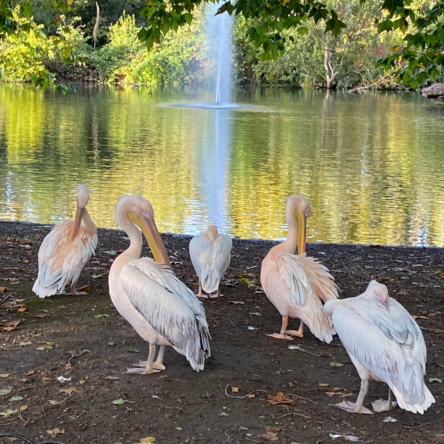 St James’s Park in London usually has these fine pink Pelicans on display.
Sadly they’ve been shut up for a while now and it has just been revealed that the Pelicans are under investigation by London’s Metropolitan Police for Bird Crimes.
While the investigation continues we wonder if we shall ever see these fine feathered fellows again. The park feels empty without them.
•
•
•
#birdgate #birdcrimes #pelicans #pinkpelicans #stjamespark #duckisland #aprilfools #metpolice