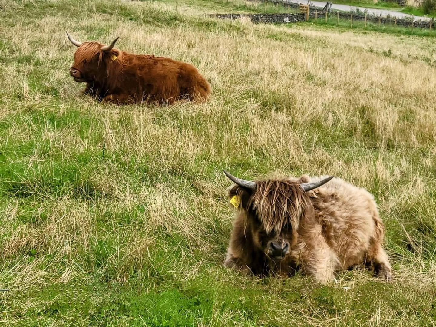 Thinking of visiting Scotland? Expect jaw-dropping landscapes, historic castles, and weather that keeps you on your toes. Read our latest blog post for tips, must-sees, and why you should always pack a rain coat. โ๐ฐ
.
.
.
.
.
#travel #twogirlsgetaway #travelblogger #scotland #scotlandtravel #Edinburgh #iamtb #wearetravelgirls #wonderful_places #sheisnotlost #traveladvisor #gltlove #girlswhotravel #glt