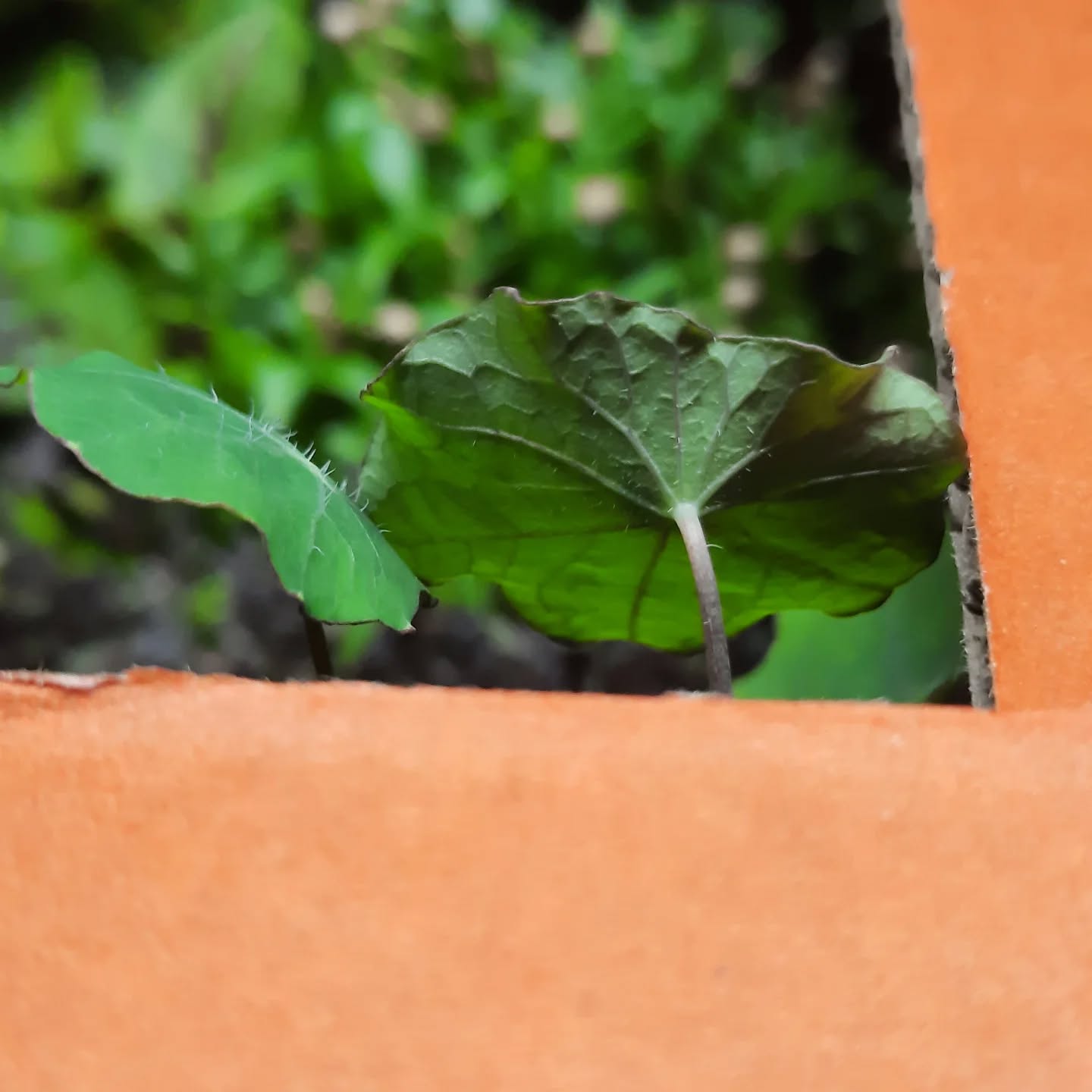 Your best choice in microgreens 🌱
Dirt Free Microgreens 🌱
Athens Gourmet Leaves 🇬🇷 Greek Microgreens 🇬🇷 Packed and delivered as fresh as it gets all over Greece🌱
Eat your greens 🌱
#supportlocal
#athensgourmetleaves #microgreensgreece #microgreens #gourmetcooking mediterraneancuisine greekrestaurants athensrestaurants greekchefs dirtfreemicrogreens gourmetcooking gourmet eatyourgreens microgreen artdelatable🍽 urbanfarming greekmicrogreens
verticalfarming madeingreece producedingreece chefstalk gastrobar culinaryarts culinary garnish chefsofinstagram cheflife happychef artonplate artonaplate7
Photo credit: Yiannis Giassemis