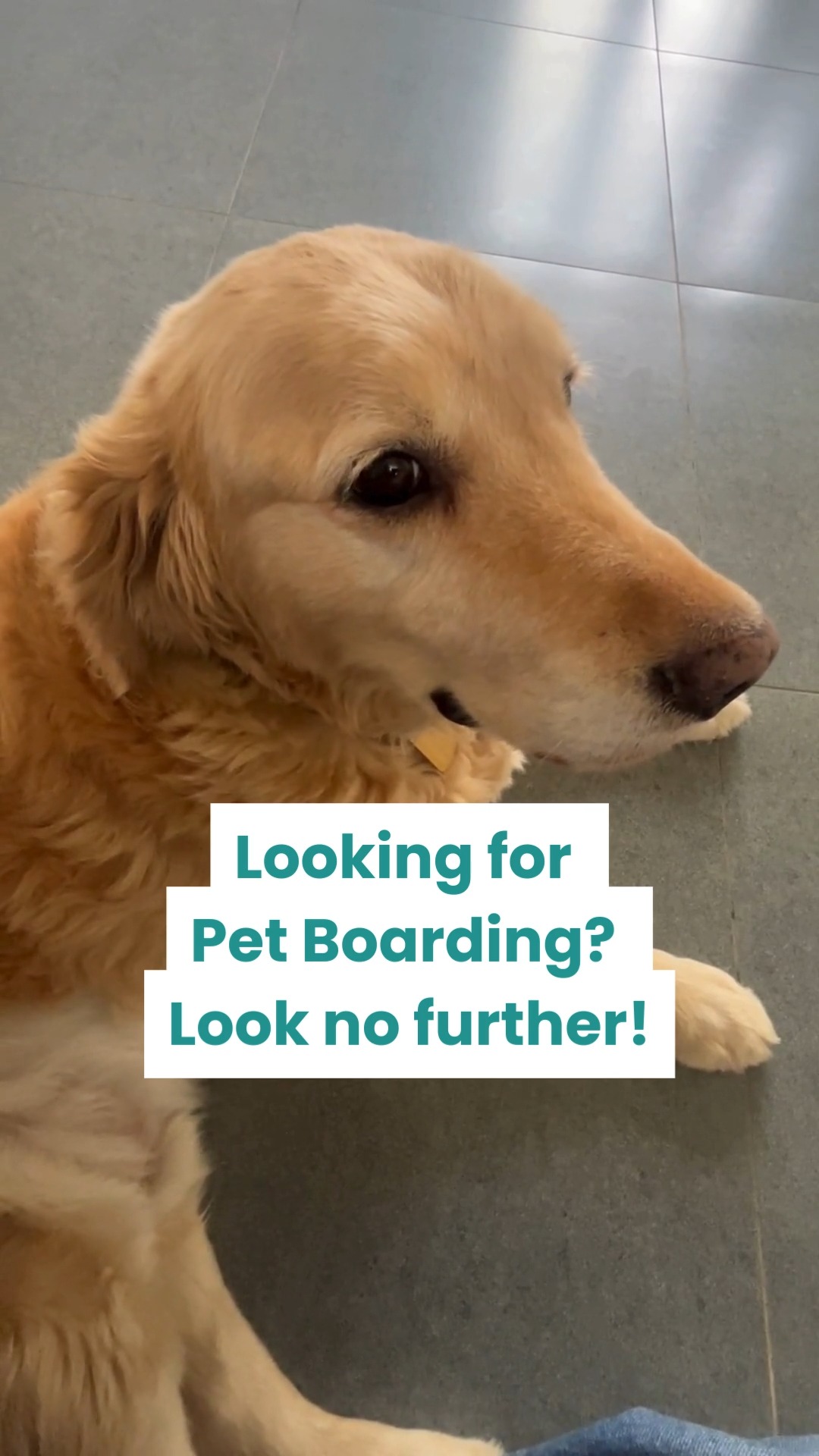 Looking for pet boarding? Look no further! 🐾💛
At Cessna Pet Retreat, your pets get the perfect mix of care, comfort, and fun — so you can travel stress-free while they enjoy their own little vacation.
📞 Call 76196 34627 to book your pet’s stay today!