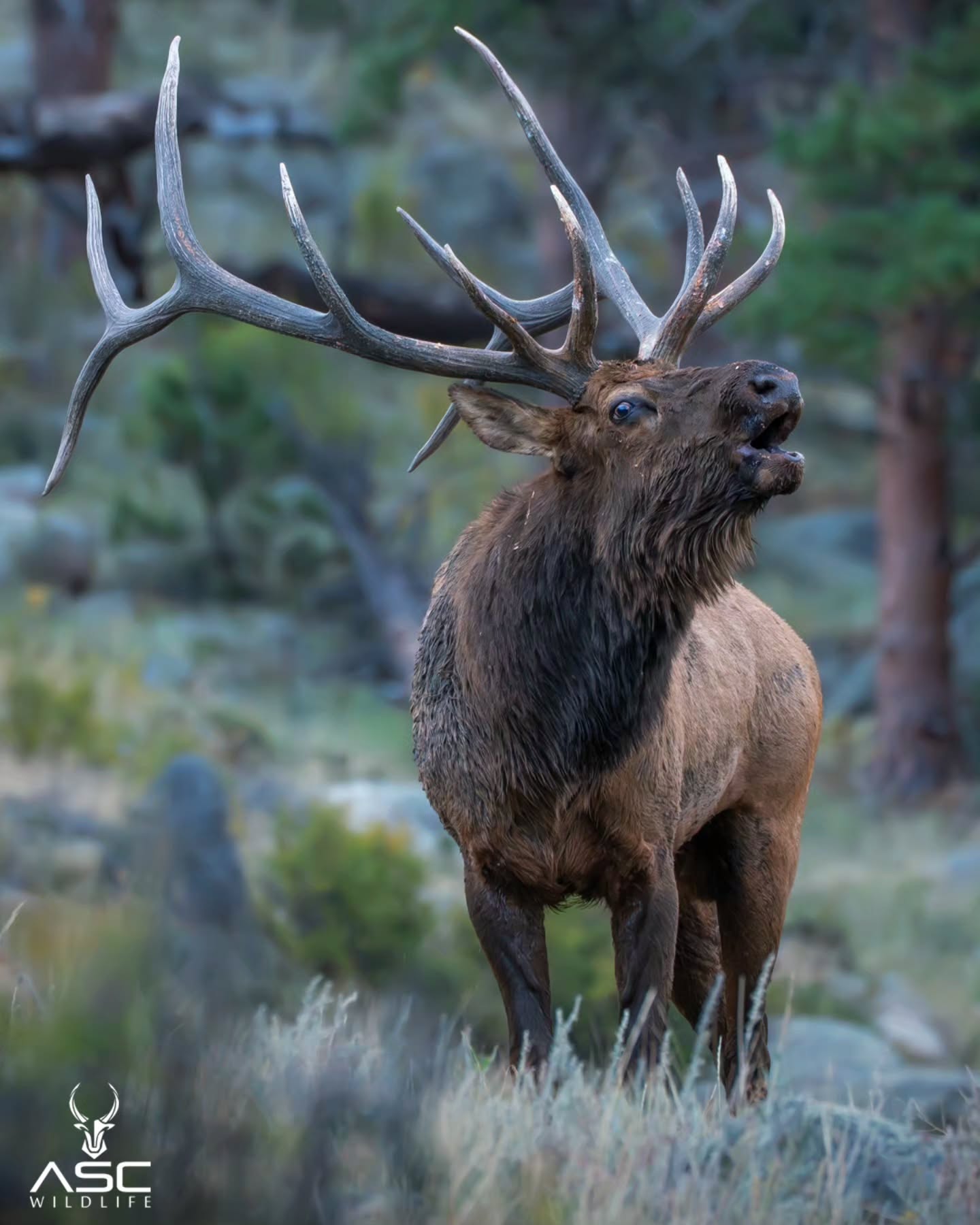 Bull Elk (KJ) standing on a hillside in Rocky Mountain National Park. His Bugle echoed across the valley as he belted out his call. Amazing to witness in person.
Photography by @ascwildlife
.
.
.
#wildlifephotography #colorado #bullelk #bugle #rmnp