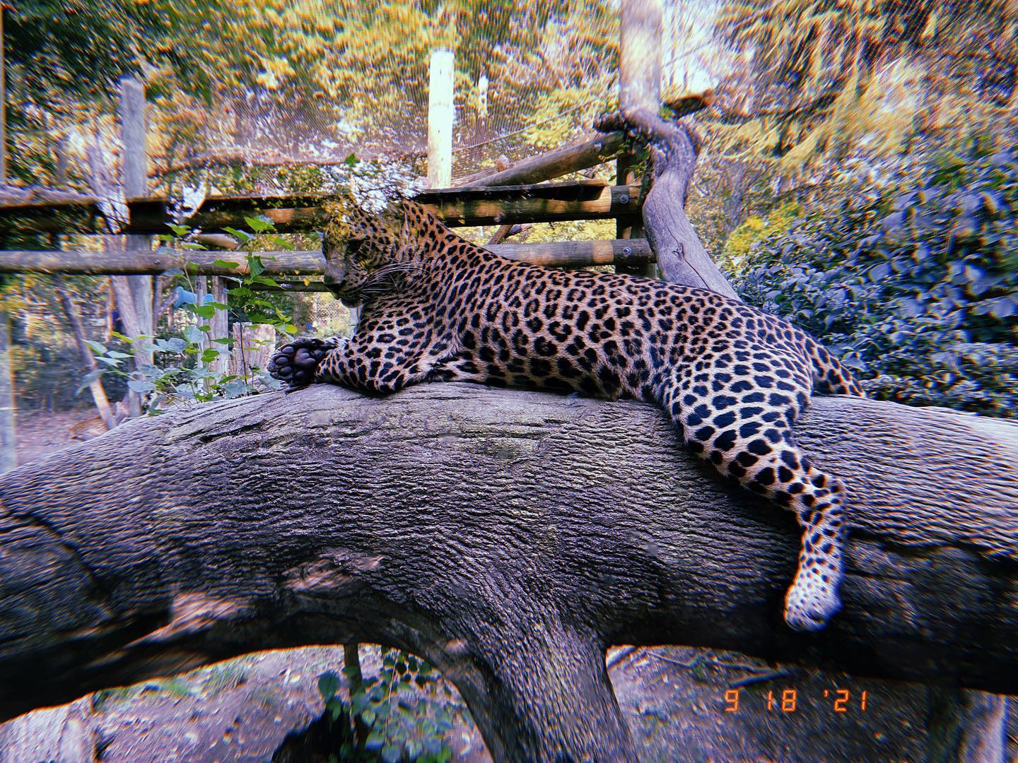 Pictures taken at the Columbus Zoo and Aquarium on the HUJI app. So much fun. 😃