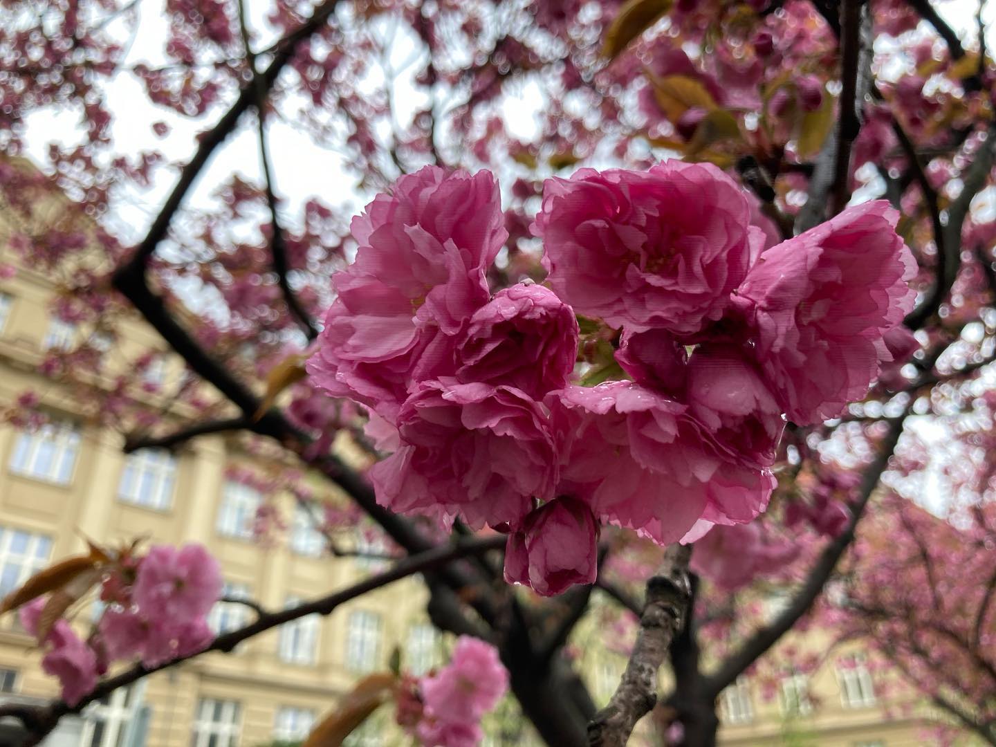 🌸 HANAMI 🌸
Today we were promoting go at HANAMI festival in Prague. ⛩ There were a lot of people interested in the game and we believe that they will soon also appear in czech go clubs or tournaments. 🍀
#hanami #gogame #promoting #welovego #czechgo