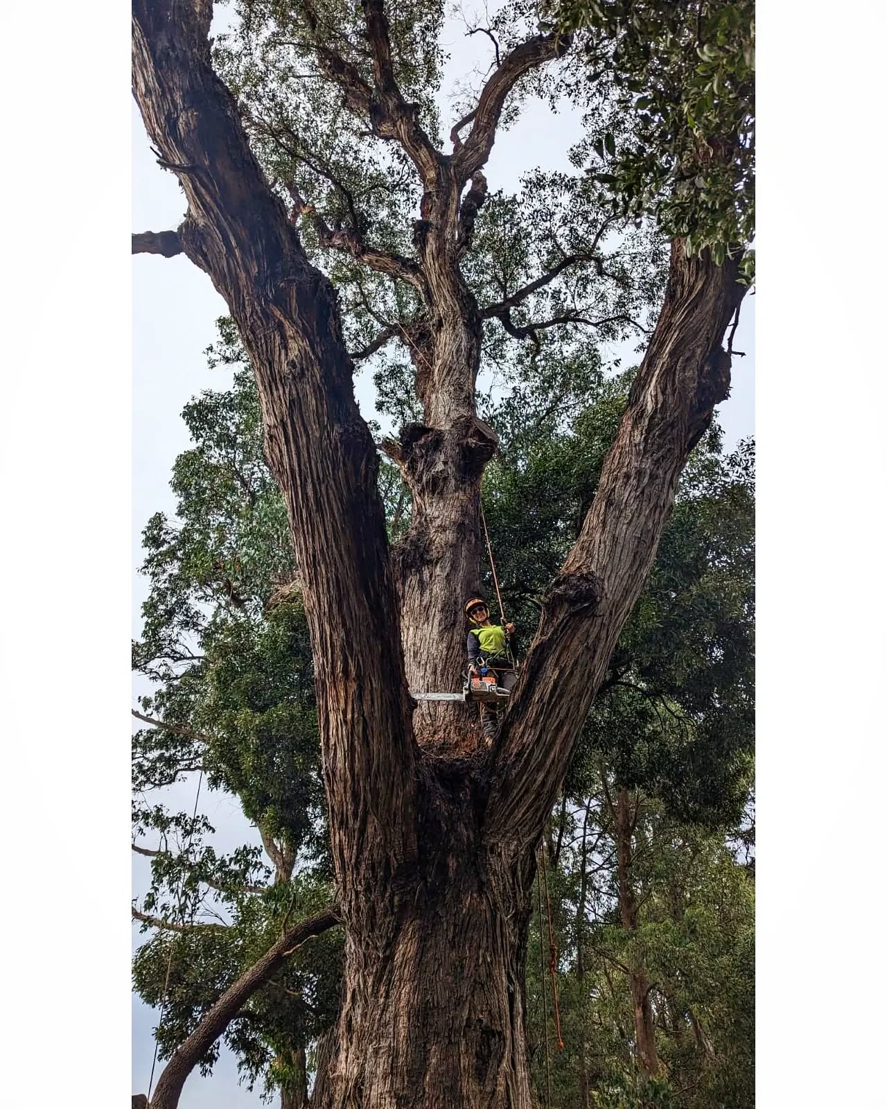Hi Social Media! Long time no post! Hope you're having a great Easter 🍫🍳 Here's a quick snapshot of what She Trees has been up to lately 😁 We are currently travelling Australia and working with different companies along the way to see different trees and meet new tree people/ arborists. We'll be back on the Gold Coast again soon in a few months but for now, we're going walkabout 👣🌅🌄 #messmate #camping #nedkelly