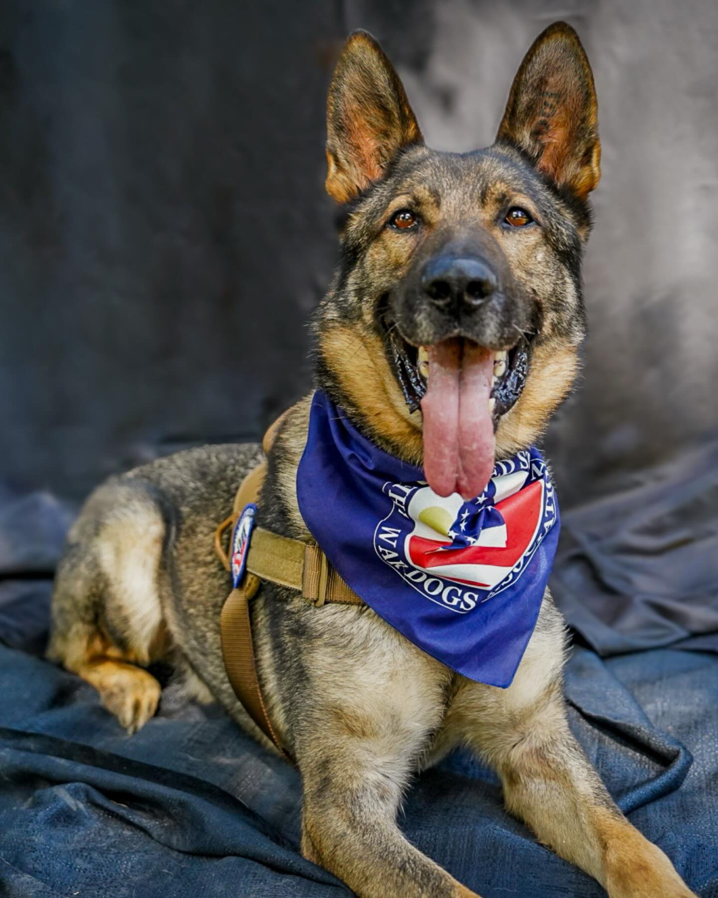🇺🇸National K9 Veterans Day🐕
We would like to highlight retired MWD Joker - MPC
Thank you for your service Joker, and all the other Retired K9s enjoying their much deserved retirement!