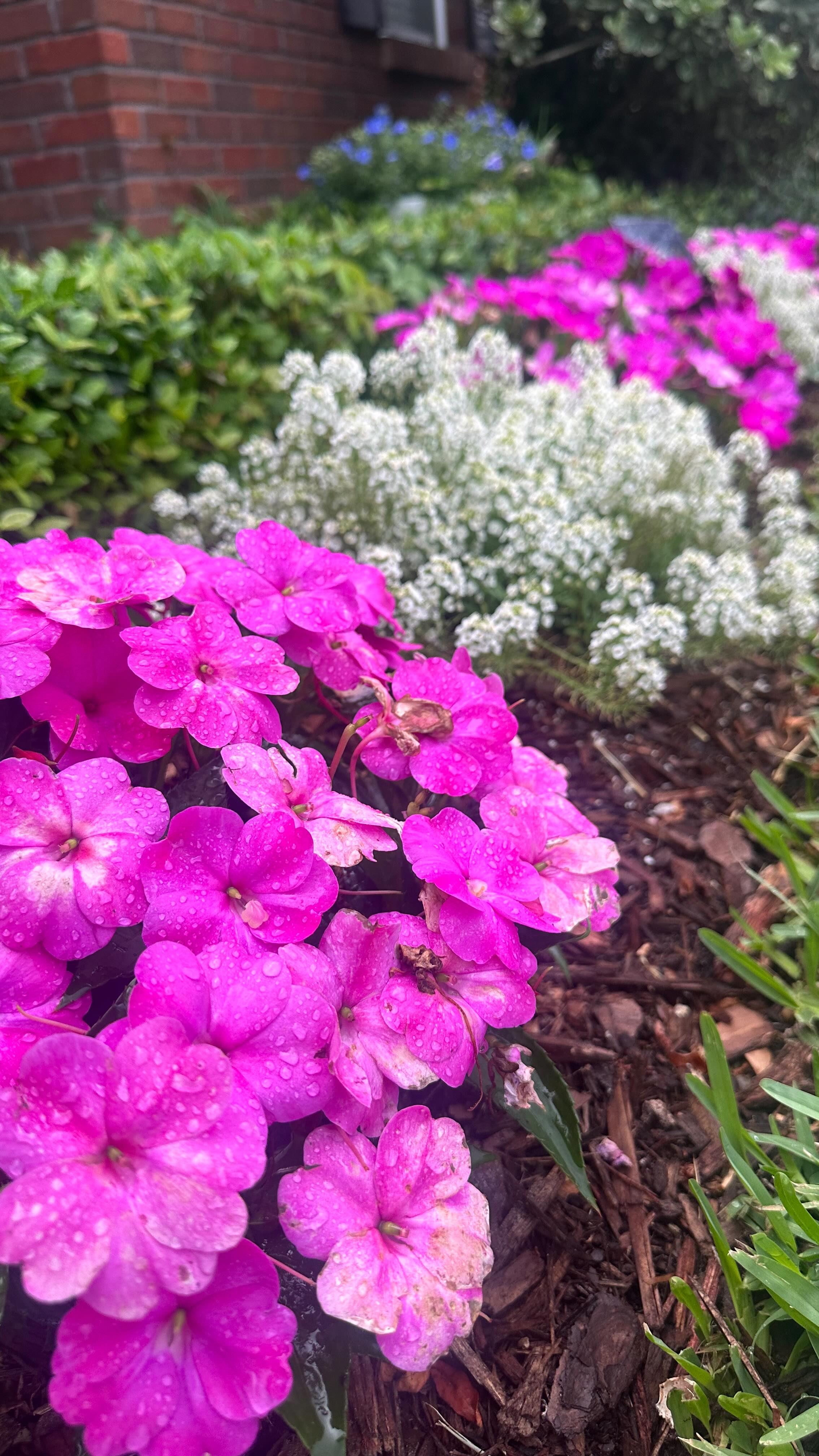 How to Bring Porch Ferns Back to Life After Winter (Zone 9 Guide) 🌿
If your ferns look brown, thin, or scraggly after winter, don’t toss them yet! A simple spring reset can bring them back fuller and brighter than ever.
Here’s the process I use every year in North Florida:
1️⃣ Cut the fern back to about 1–2 inches above the root ball
2️⃣ Clean out old fronds and debris from the pot
3️⃣ Give the plant a deep soak so the root ball fully rehydrates
4️⃣ Fertilize about a week later with a balanced slow-release fertilizer
Within a week you’ll start seeing fresh new fronds popping up, and by summer these ferns will be full and overflowing again.
Save this for when you bring your ferns out this spring 🌿
Follow along for easy tips and tricks for the beginner home gardener.
Tell me in the comments…
Do you bring your ferns back every year, or buy new ones each spring?
#porchferns #beginnergardener #southerngardening #zone9gardening #frontporchliving