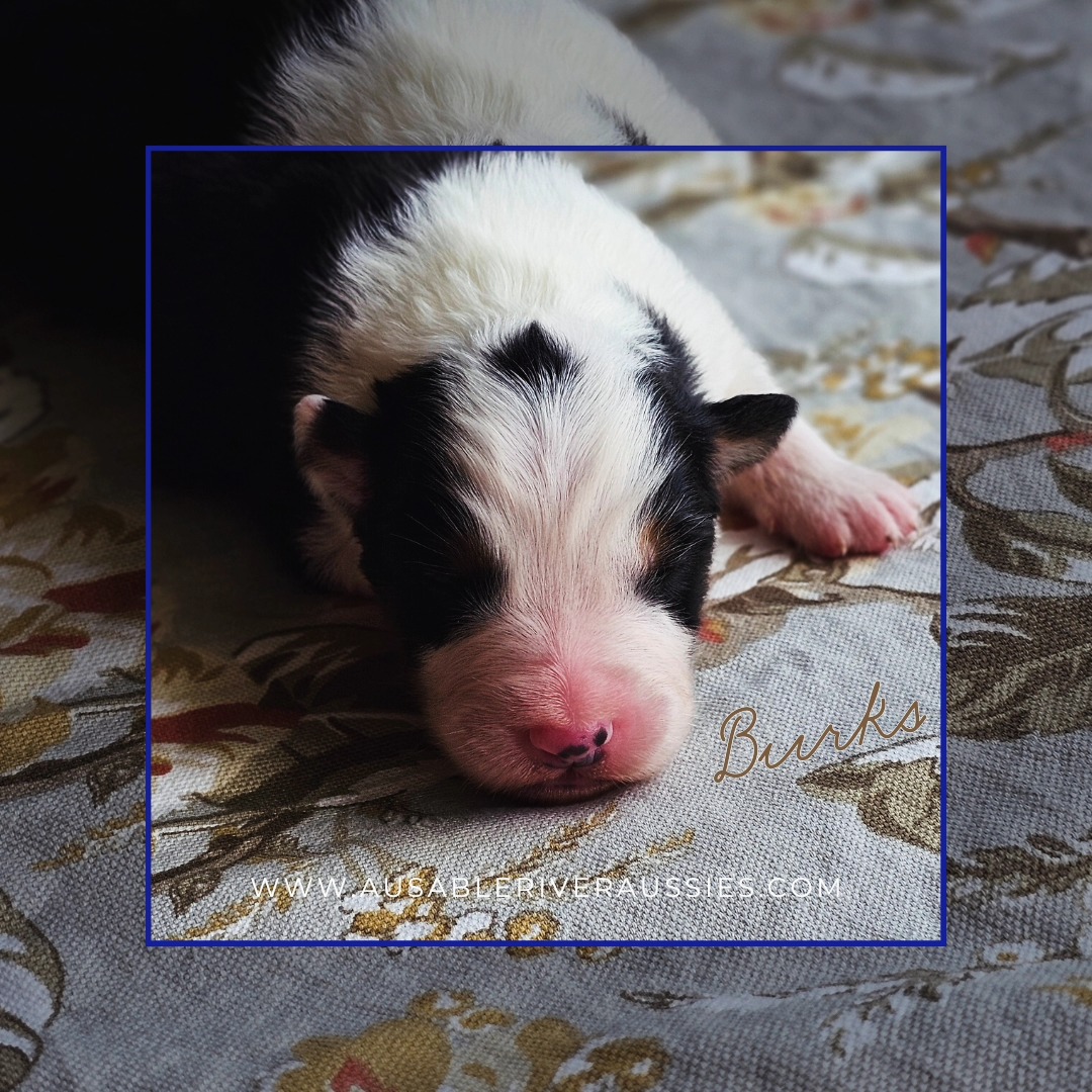 💓We're so excited to have our own little Forge babies pitter-pattering around the house. We've been waiting so long!
Our patience paid off, Kira's a wonderful momma. We feel so fortunate to have these 8 little beauties and can't wait to watch them grow🐾.
www.ausableriveraussies.com
#australianshepherd #australianshepherdofig #aussies #aussiesofinstagram #aussiesofig #australianshepherdsofinstagram #ontarioaussies #ontarioaustralianshepherds #purbreddogs #purebreddogsofig #canadiankennelclub #australianshepherdclubofamerica