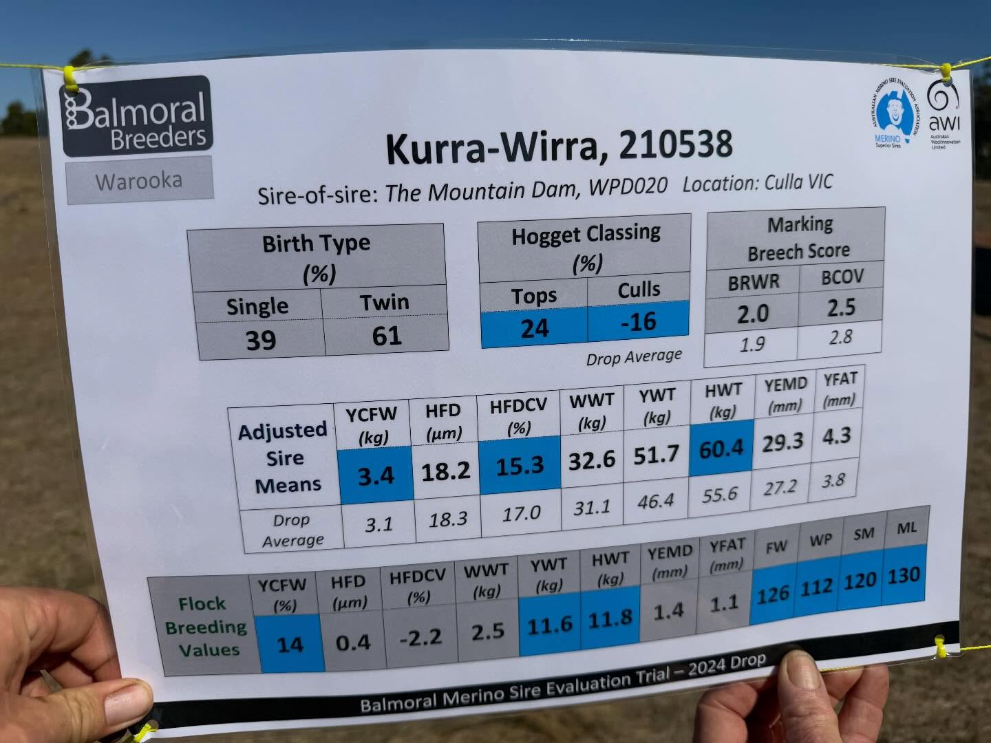 A big well done to all the organisers of the @balmoralbreeders Sire Evaluation Day for putting on a fantastic event last Friday, and to all breeders who entered. These days are invaluable for benchmarking genetics across the industry.
Kurra-Wirra had three rams entered across two age groups (including one link sire), and we were extremely pleased with how they represented the KW type โ early growth, doing ability, structural integrity and quality white wools.
In the hoggets, Mr Perfect 210538 certainly lived up to his name and, in our eyes, was easily the standout pen on display. To be right at the top for both performance data and visual appraisal is a significant achievement. His performance has been so strong that he is now being used as a link sire in two additional sire evaluations across Australia, highlighting the impact he is having on the industry.
Also in the hoggets was 200427, used as a link sire, who has already proven himself nationally. Originally entered in New England where he dominated, he has since been used across the South West Slopes, MerinoLink and Balmoral trials as a link. A serious sheep โ with +15.39 YWT and -0.82 wrinkle, heโs a ram that has stamped his mark both at KW and across Australia.
In the lamb section, 230939 stood out for his exceptional wool quality, arguably the best across both age groups on display. He combined this with depth, structure and doing ability, and weโre looking forward to seeing how he progresses through the trial.
The big takeaway for us was the consistency of the KW type โ superior wool, body and structure โ with all three rams showing the same traits while standing up against some of the best genetics in the industry.
#KurraWirra #MeasuredToPerform #BalmoralBreeders #merinogenetics