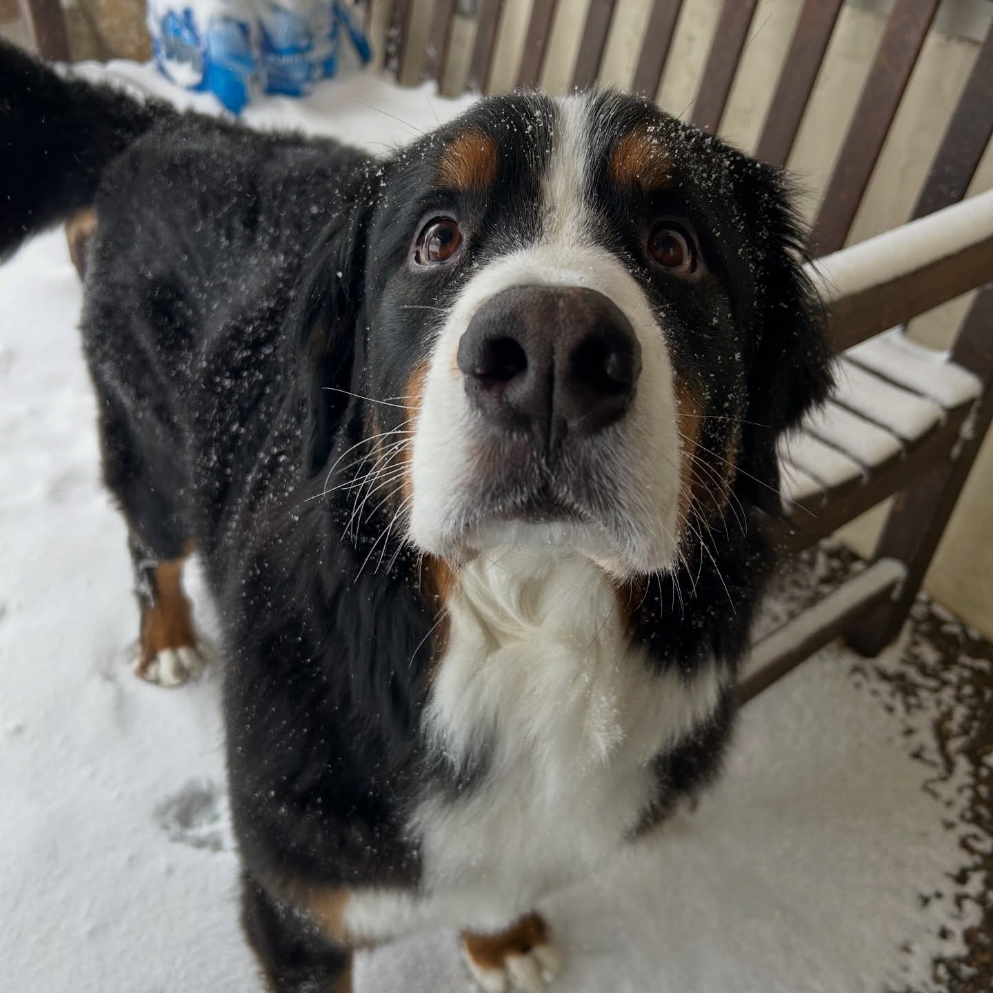 10 inches of snow on Sunday ➡️ 64 degrees by the weekend
March is weird!! Lions and lambs indeed…
We are thinking (hoping…?) that this weekend’s snow is probably the last big hurrah of Berner weather, but sometimes Minnesota surprises us in April!
❄️
