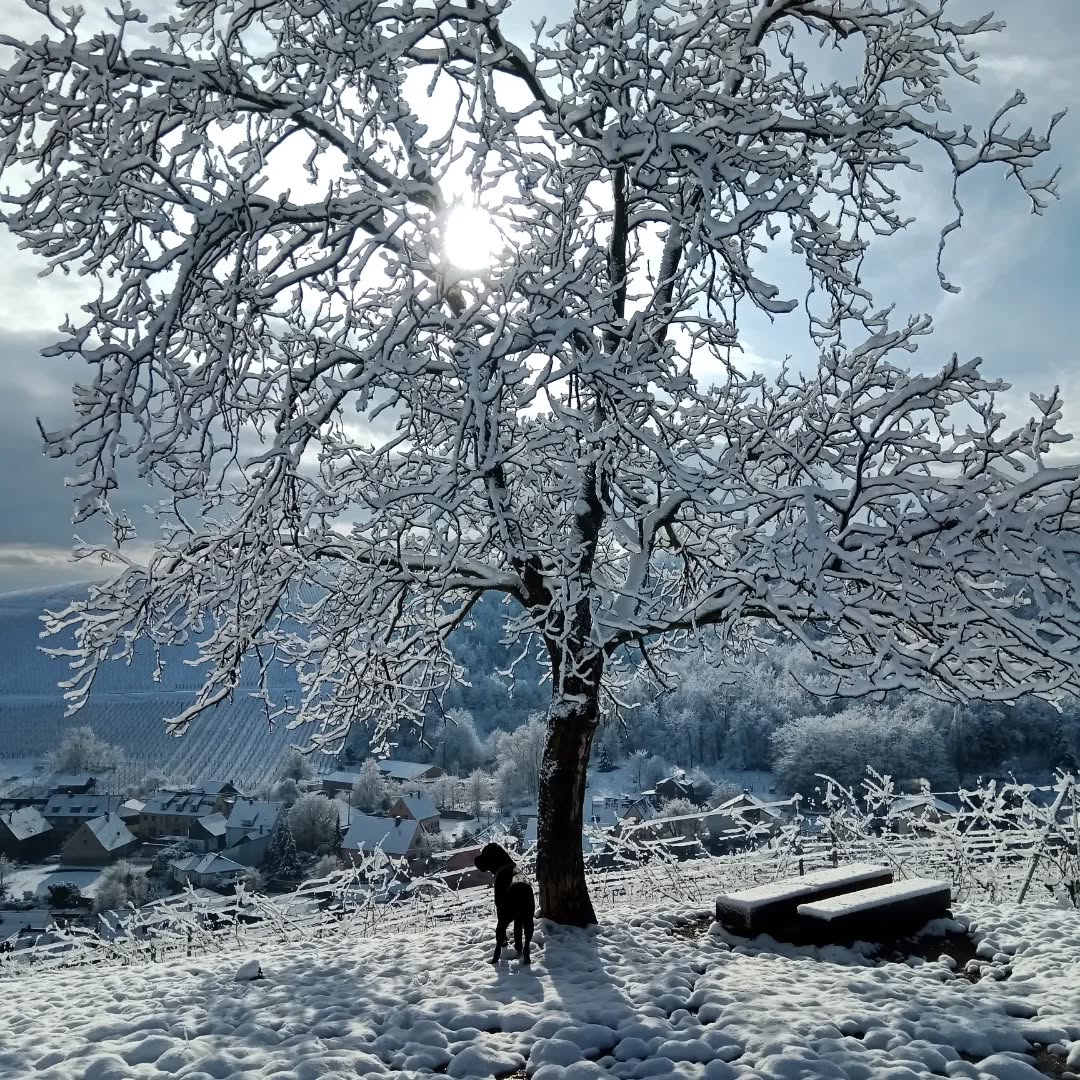 La neige est tombée cette nuit sur katzenthal 🥰