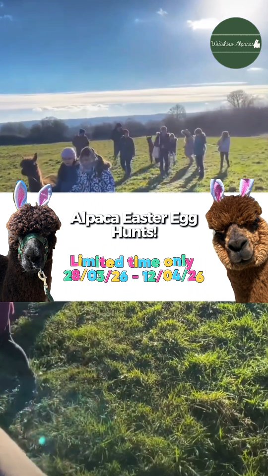 Forget the bunnies! We’ve got alpacas. Grab the kids and head to the farm for a unique Easter hunt they’ll never forget.
Limited dates available!
#wiltshirealpacas #alpacaexperience #EasterFamilyFun #alpacawalking #alpacaadventures