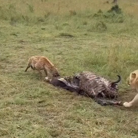 🌍Discover Tanzania with Planet Gogo Adventure!
Experience the magic of Africa like never before. From the endless plains of the Serengeti to the breathtaking Ngorongoro Crater and the majestic Mount Kilimanjaro, Planet Gogo Adventure offers unforgettable safari and adventure tours.
Witness the Big Five
Cimb the legendary Kilimanjaro
Explore Tanzania in comfortable 4×4 safari vehicles
Enjoy authentic culture, wildlife, and stunning landscapes
✨ Whether you're looking for a luxury safari, group adventure, or a customized tour, we create experiences that last a lifetime.
📍 Start your African adventure today.
Book your safari now with Planet Gogo Adventure.
#wildlifeperfection #natures #safaripark #visitserengeti #planetgogoadventure