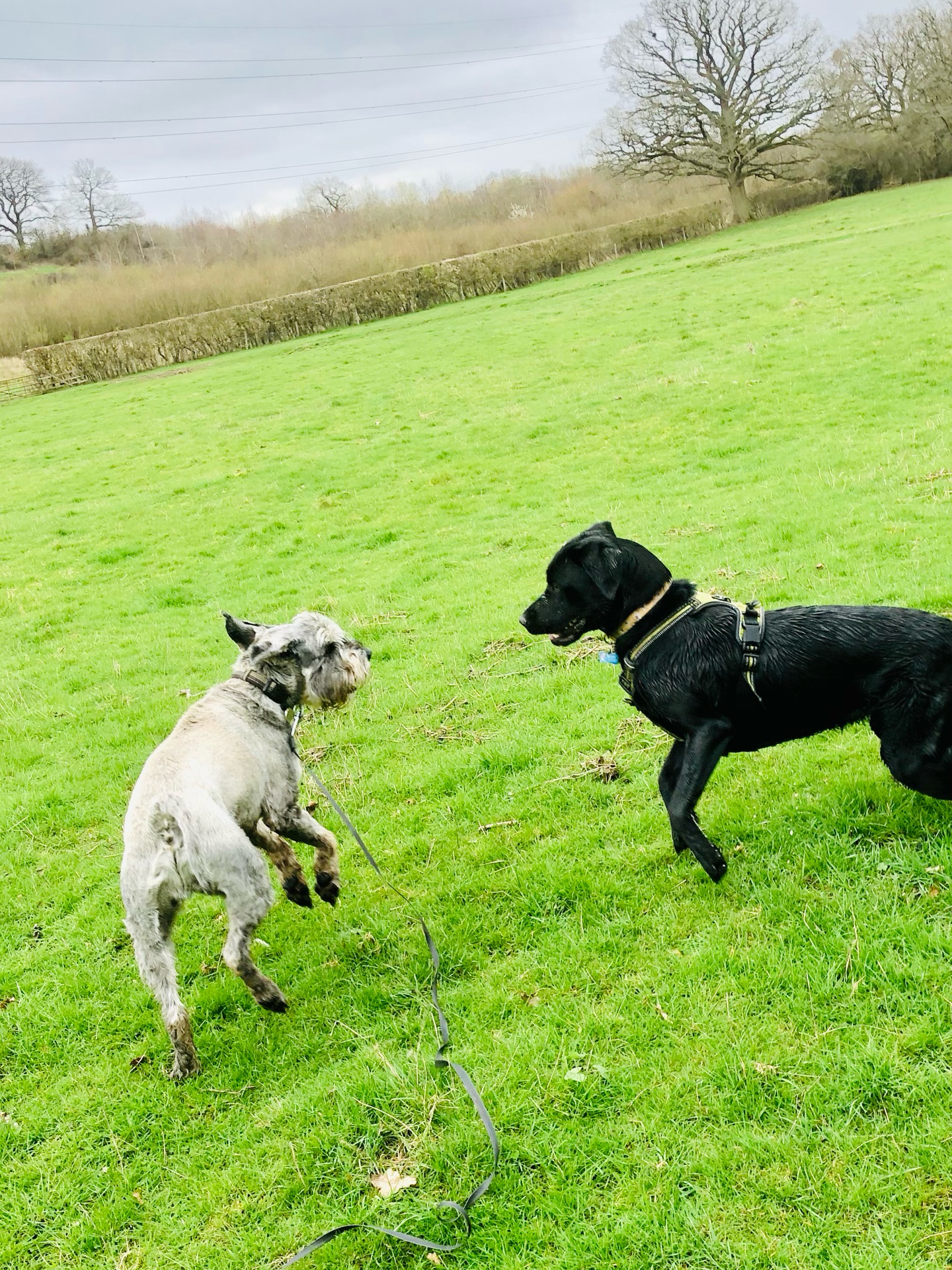 😁🐾❤️
If your dog would like to have a walk with us then contact us at www.ardendogwalking.co.uk and check out our half-day experience.
#ullenhall #tanworthinarden #hockleyheath #henleyinarden #dog