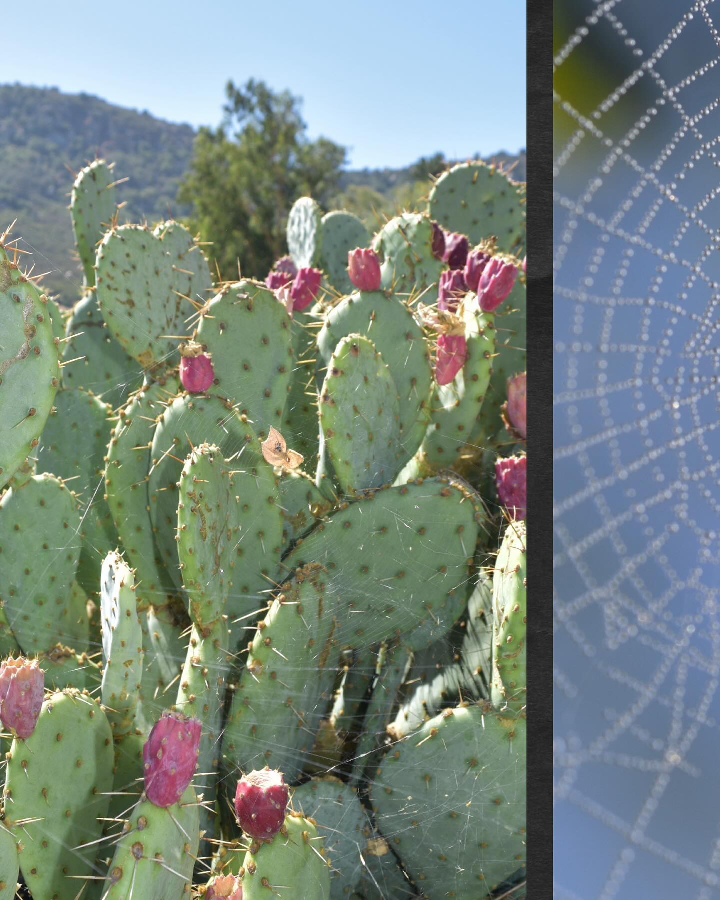 As the air turns crisp and the days grow shorter, our nursery is crawling with seasonal magic! 🕷️🍂✨ The native plants are getting ready for their autumn transformations, casting a spell of color and life across the landscape. 🪄🌾
Now is the perfect time to plant for a thriving garden—let nature work its seasonal magic as the cooler days set the stage for growth. 🍂🌱
Join us in celebrating the changing light, crisp air, and the rhythm of the land. The natural world is ready to put on its fall display—will your garden be part of it? 🕸️
#FirstDayOfFall #NativePlants #AutumnInNature #MoosaCreekNursery #SustainableLandscaping #SeasonalBeauty