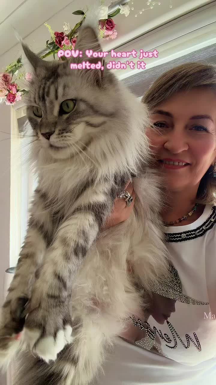 Officially, the "S" squad is here! 🐾
They turn 3 weeks old today and have already mastered the art of stealing hearts, squeaking loudly, and sleeping 90% of the day. 🌟🎈
🩷 Sky-Lillith 🚫
💙 Stuart the Little ✅
🧡 Sansa of Olimpia 🚫
💜 Skyde vom Scheifjord 🚫
💚 Simba the King 🚫
As you can see, Stuart the Little is our last bachelor standing! 🕺 While his siblings are already packing their tiny bags for their forever homes, Stuart is still taking his time reviewing applications for his future personal chef and professional belly-rubber. 🧐🍔
We need to settle a debate: Which of these "S" names is your absolute favorite? 🤔
Let us know in the comments below! 👇
(And drop a 💙 if you think Stuart is secretly the coolest one of the bunch!)
As always, don't forget to show some love! ❤️ Like this post, leave a comment, and make sure you're following us across all our social media (catch our funny Maine Coon moments on TikTok too! 🎬) so you never miss a fluffy update. 📱🐈⬛
🌐 For more info, availability, and to see our beautiful cats, visit our website:
www.sapphirecoons.com
#mainecoon #mainecoonkittens #mainecoonlovers #mainecooncattery #mainecoonworld #kittensofinstagram #fluffycat #catbreeder #stuartthelittle #mainecoonlife #catsofinstagram #cutekittens #meow #squadgoals #mainecoonoftheday #kittylove