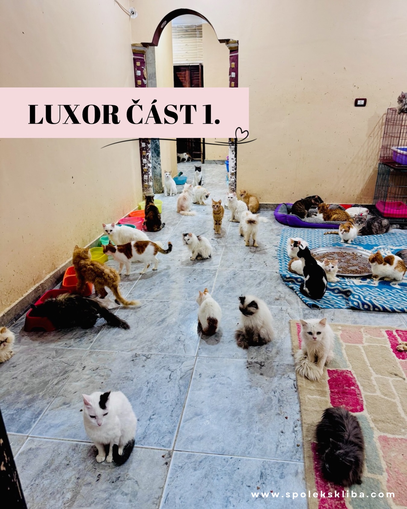 Ti z vás, co sledují Dario Meowgical, už nejspíš tuší, že pár z nás teď nehlídá český revír. Máme pro vás totiž velké noviny! Už skoro půl roku spolupracujeme v rámci programu pro slepé kočičky Dario Meowgical s úžasnou Walaa, která v Egyptě zachraňuje kočičí životy. ✈️🌍
Protože ve Šklíbě nechceme nikomu důvěřovat jen tak „naslepo“, rozhodli jsme se využít pozvání a vyrazit přímo do Luxoru. Chceme vidět na vlastní oči, kam vaše pomoc směřuje, a osobně poznat ženu, díky které už pár slepých kočiček našlo štěstí v českých domovech. ✨🤝
Krása Nilu vs. Srdcebol v ulicích 🏚️
Musíme se přiznat, že od příjezdu je to pro nás jeden velký srdcebol. Luxor je na pohled úchvatný – pálí tu slunce, Nil je nádherný a všude jsou palmy. Jenže pod touhle pozlátkovou slupkou zvířata neskutečně trpí.
Vidíme tu vyhublé koně a oslíky uvázané tak těsně, že se nepohnou ani o centimetr. Psi a kočky o tom ani mluvit nemůžeme. 💔 Zatímco u nás jsou to parťáci, v Luxoru je kočka bohužel často vnímaná spíš jako odpad než jako mazlíček. 😿🥀
Walaa tu má svůj útulek a snaží se těm nebohým duším pomáhat, jak jen to jde. Má tam opravdové kočičí fešáky, kteří by u nás okamžitě vládli gaučům, ale tady bojují o každé pohlazení.
Teď se chystáme opustit wifinu a vyrazit přímo do akce. Určitě vám brzy dáme vědět víc – jak to tu vypadá, jaké děláme pokroky a přihodíme i nějaké ty zákulisní informace. Přejte nám štěstí, ať nás mine Faraonova kletba 🙈💩 a ať tu pro místní chlupáče uděláme kus dobré práce.
Držte nám palce, zítra se slyšíme! 👇💬
Terka ze Šklíby 🐾