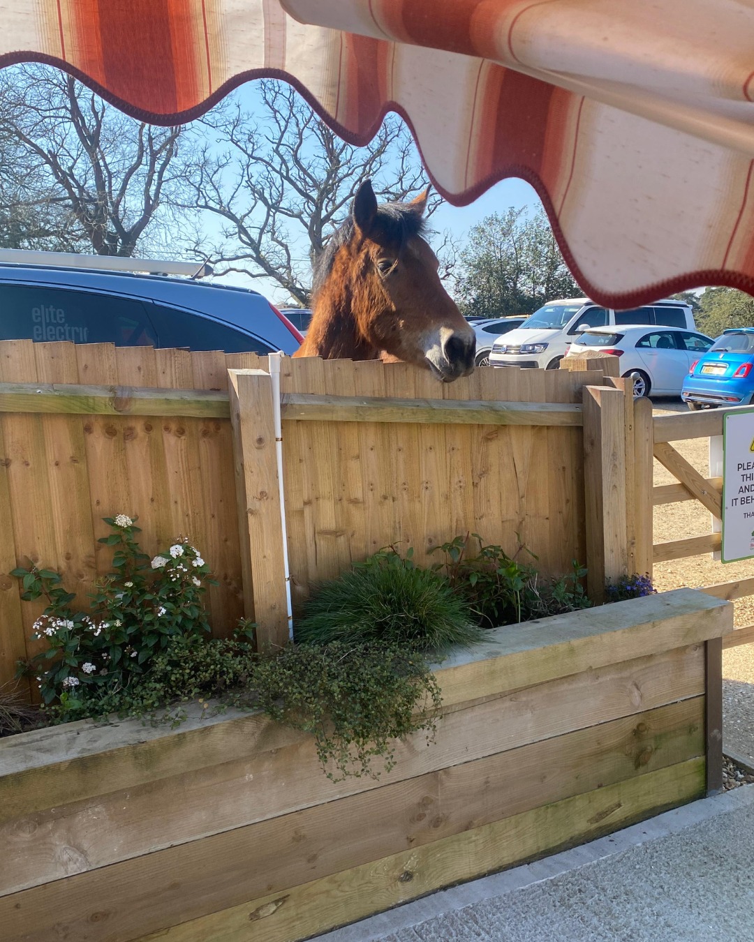 A very hungry New Forest pony trying his luck for an ice cream this morning…