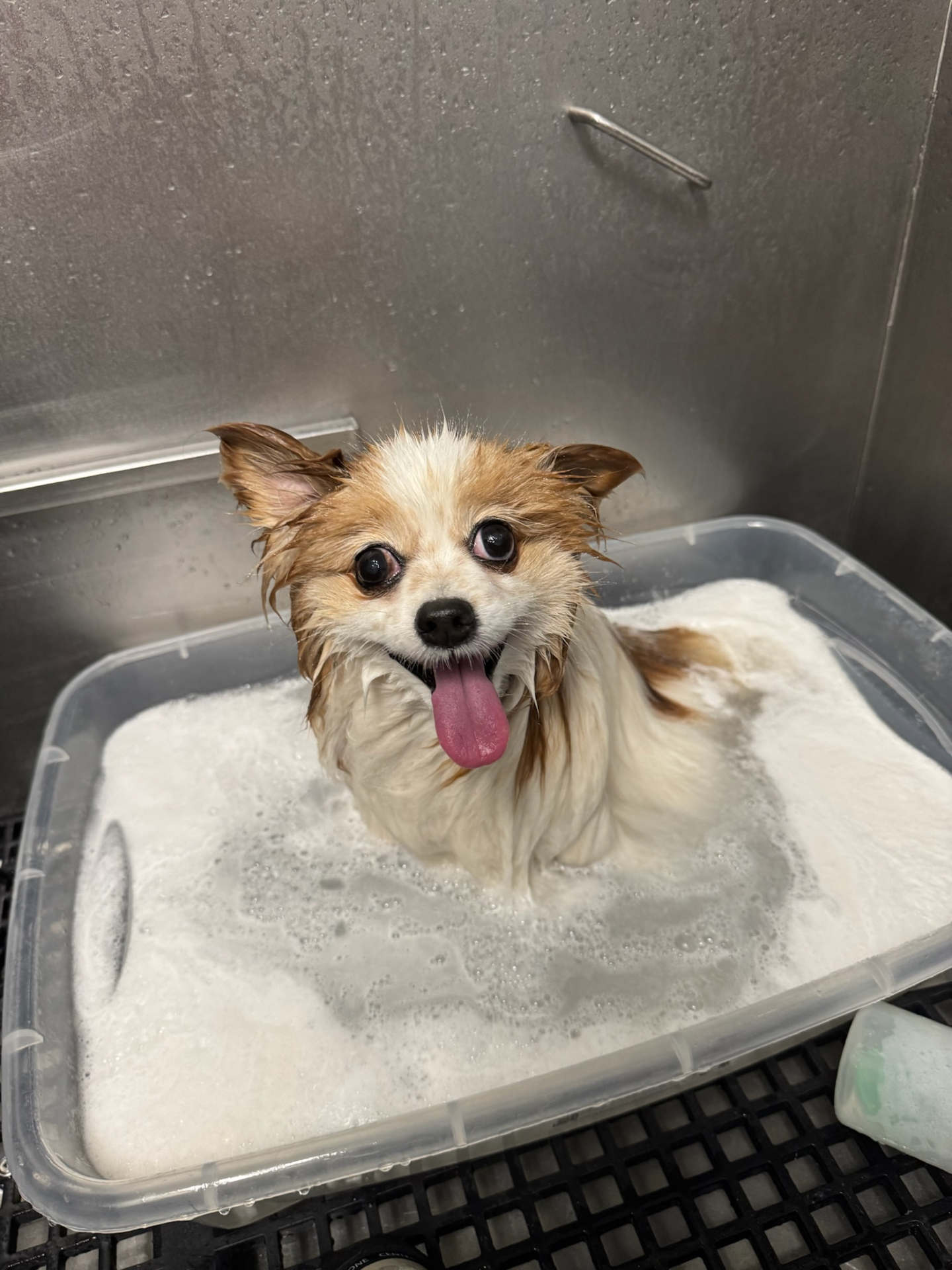 A lot of dogs love bath time, but Candy definitely loves it more 🤣🥰🤍