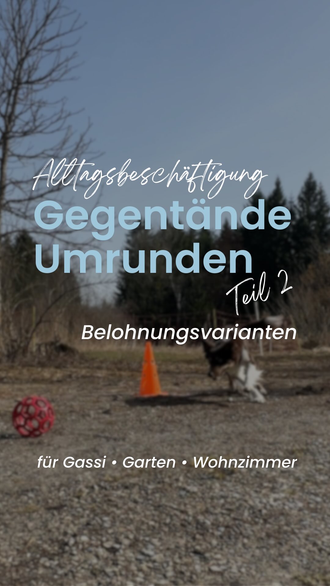 Teil 2 - Gegenstände umrunden
Sobald euer Hund weiß, um was es geht könnt ihr euch verschiedene Belohnungsvarianten anschauen.
Im Video seht ihr ein paar Optionen
🤙🏼 Leckerlies aus der Hand
🤙🏼 Leckerlies werfen
🤙🏼 Spielzeug aus der Hand lassen / zergeln
🤙🏼 Spielzeug auslegen
🤙🏼 Spielzeug werfen
…
Mit welcher Motivation arbeitet ihr gerne?
TRAININGSMOTIVATION
#trainingsmotivation
#teamwork