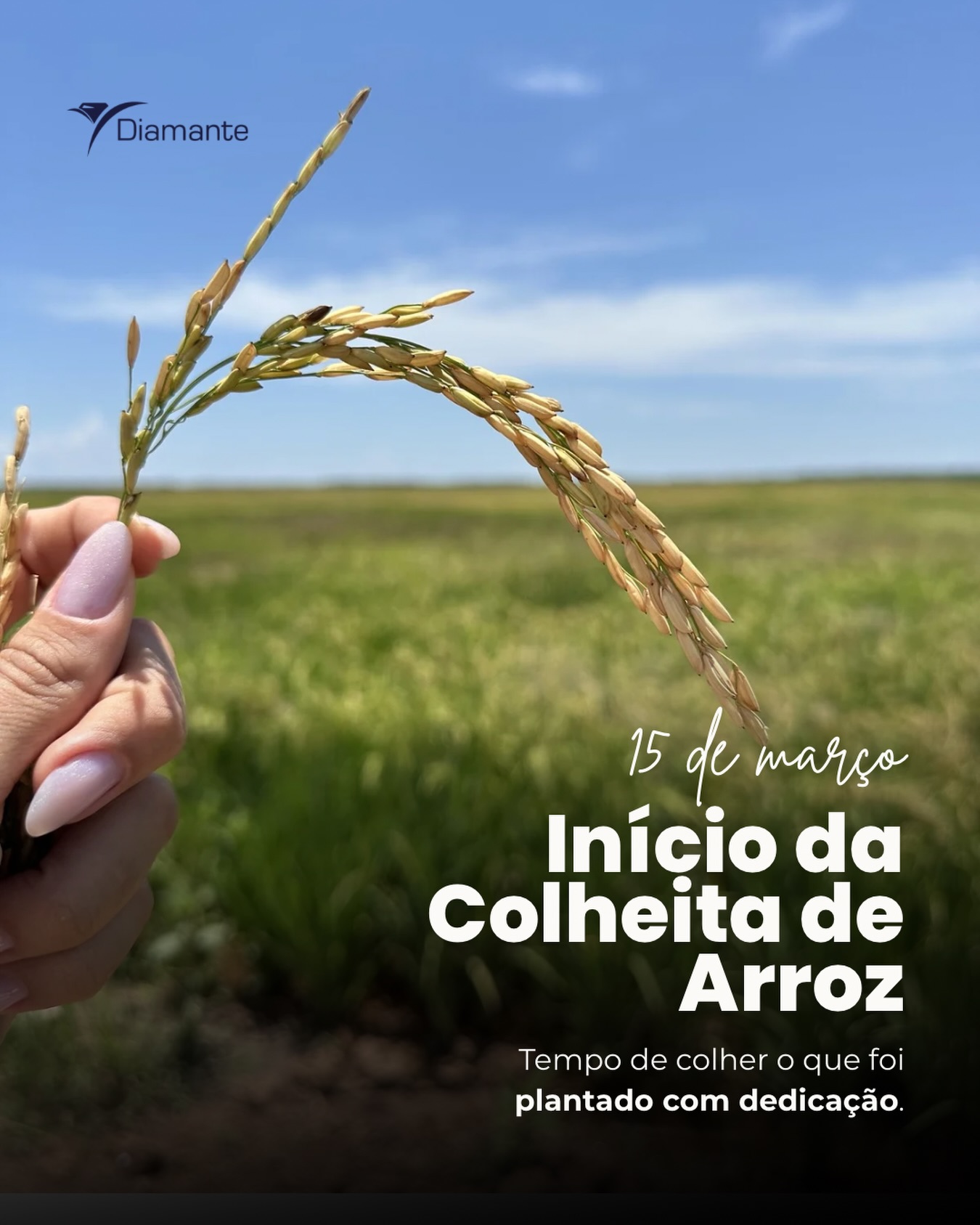 Chegou o momento de colher o que foi plantado
com tanta dedicação. O início da colheita do arroz
celebra o esforço de toda uma temporada e o
compromisso com a mesa dos brasileiros 🌾🚜.
#ColheitaDeArroz #Safra2026 #DiamanteAgric