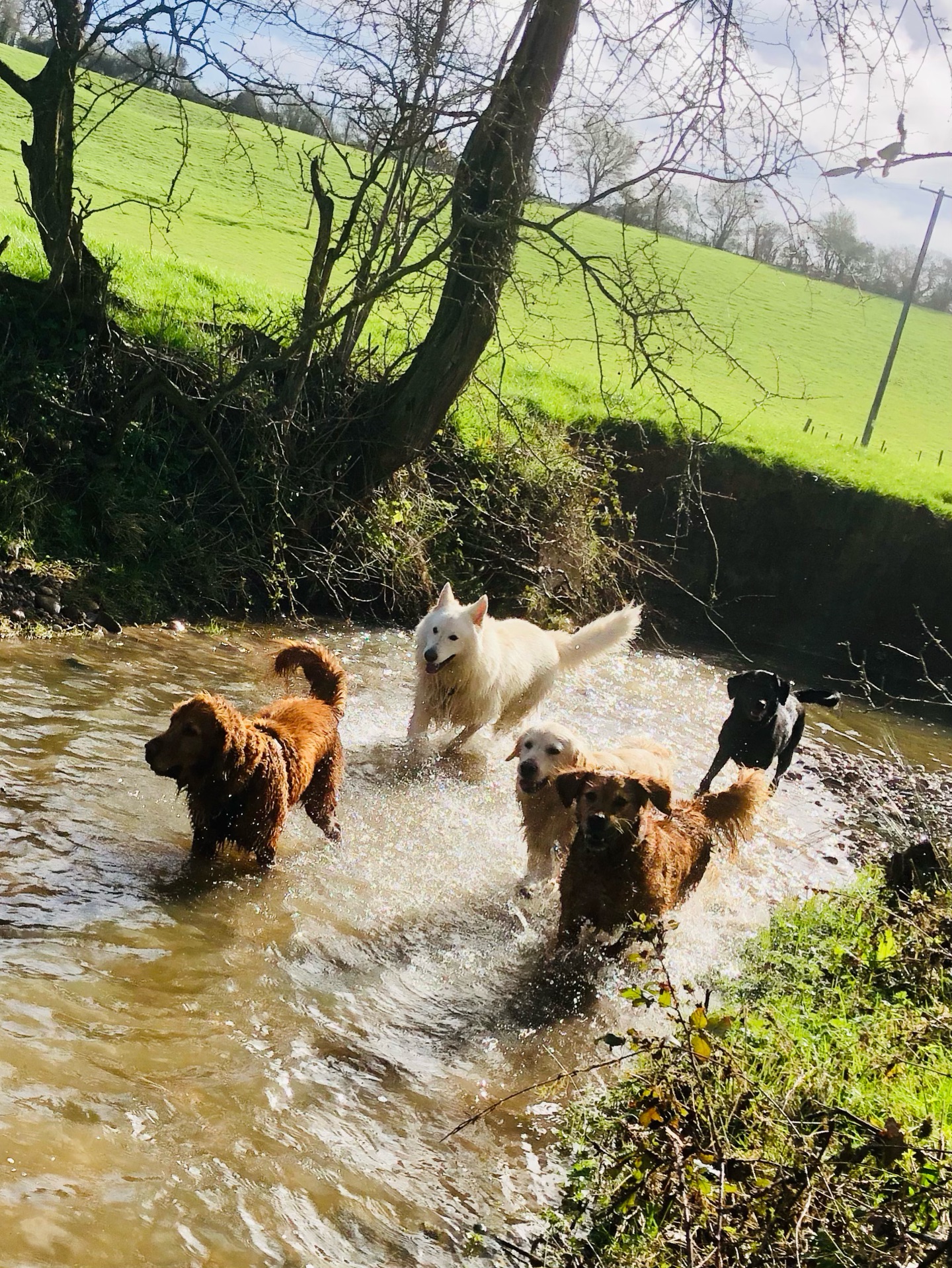 😁😁😁😁😁
If your dog would like to have a walk with us then contact us at www.ardendogwalking.co.uk and check out our half-day experience.
#ullenhall #tanworthinarden #hockleyheath #henleyinarden #dog