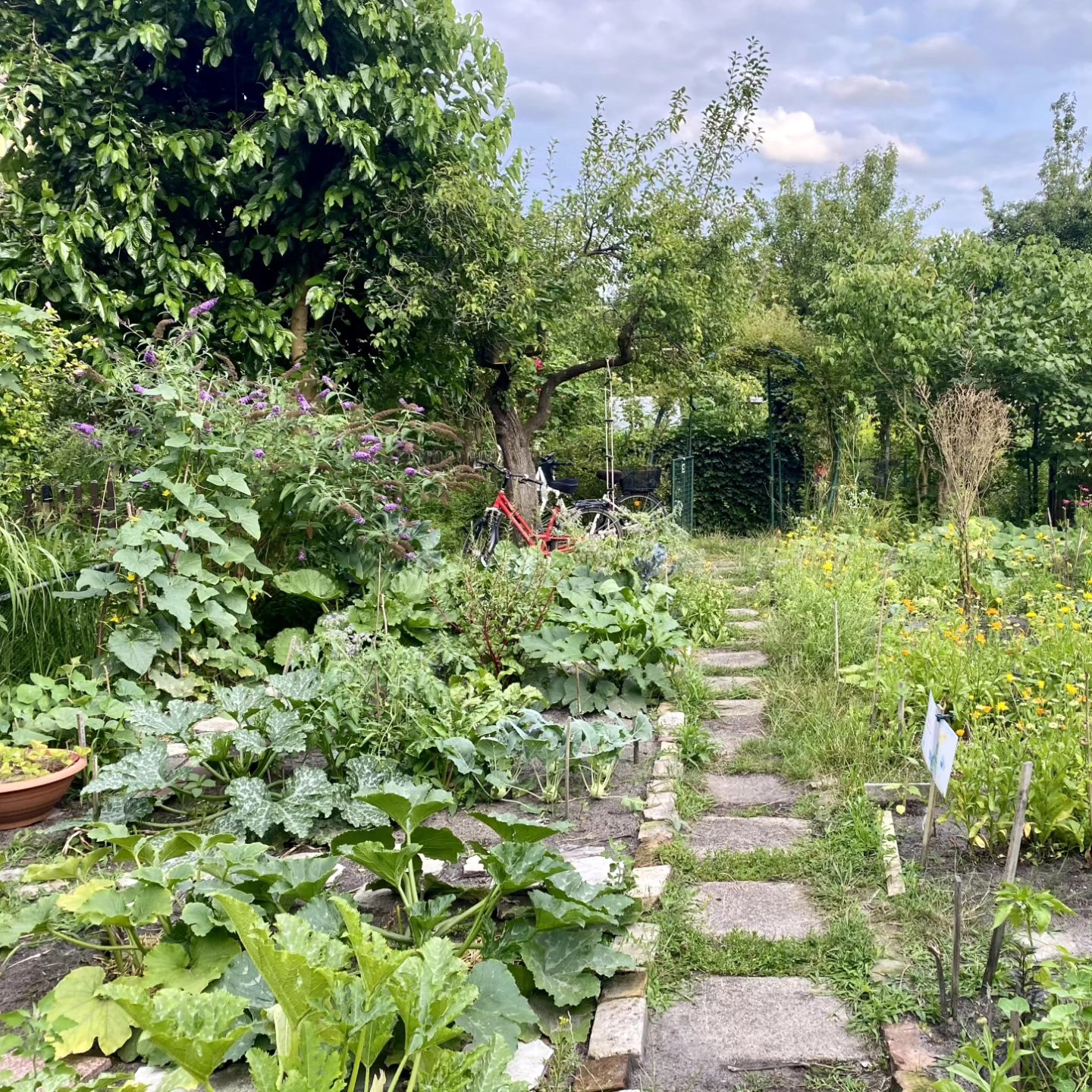 🌱Von einer Idee zum Naturparadies: Der Gemeinschaftsgarten P25 🌿
Was als Idee im Jahr 2020 begann, hat sich mit dem HarzAcker-Projekt zu einem urbanen Garten Eden entwickelt, welcher das Leben im Kiez nachhaltig bereichert. In der Parzelle Nr. 25 in der Kleingartenanlage Harztal-Wilde Rose kommen Nachbar*innen zusammen, um gemeinsam zu gärtnern, zu lernen und zu wachsen – sowohl im Garten als auch als Gemeinschaft. 🌻💬
Besonders freuen wir uns, dass seit kurzem auch einige Stadtteilmütter Teil des Gemeinschaftsgartens sind! 😊🌱
Dieser wichtige Maßnahmenbaustein unseres HarzAcker-Projektes fördert nicht nur die Biodiversität und den Zugang zu frischen, selbst angebauten Lebensmitteln, sondern auch das Miteinander in und die Identifikation mit unserem Kiez. 🍃🏡
Ein Gemeinschaftsgarten wie der P25 bietet also viele Vorteile, er bringt aber auch Herausforderungen mit sich. Manchmal treffen unterschiedliche Meinungen aufeinander. Doch genau hier liegt die Stärke der Gemeinschaft: Unser Ziel ist es durch regelmäßige Treffen und offene Kommunikation dafür zu sorgen, dass alle Stimmen gehört werden und wir gemeinsam Lösungen finden. 🤝🌱
Ob du dich einfach mal ausprobieren oder deine Gartenerfahrung teilen möchtest – ein Gemeinschaftsgarten wie der P25 ist der perfekte Ort dafür. 🥰💚
Was würdest du am liebsten in unserem Garten pflanzen? 🌿🍅
#Gemeinschaftsgarten #HarzAcker #Berlin #UrbanGardening #ZusammenWachsen #HarzAckerP25 #HarztalWildeRose #parzellex #pflanzdeinkiez #urbangardeningberlin #communitygardening #gemeinschaftsgarten #urbanfarming #baumscheiben #workshop #partizipation #kleingartenanlage #qmharzerstrasse #stadtnatur #umweltbildung #gesundeernährung #neukölln #harzerkiez #konsumfrei #gruen #senatsverwaltung #berlin #ökologischgärtnern #biogarten #neukölln #gemeinschaft