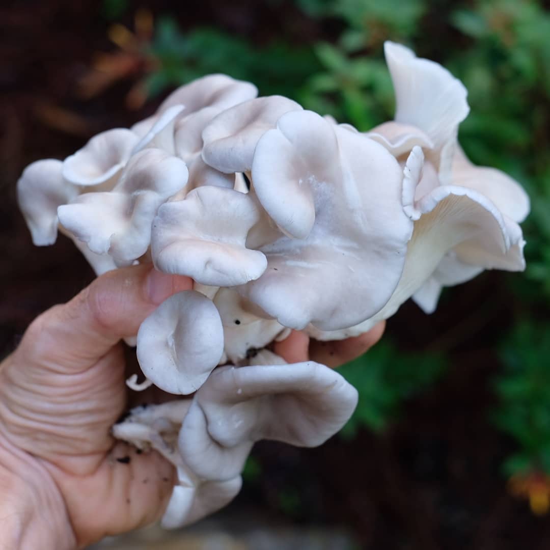 Every day, I'm amazed by the abundance of nature. It's not about how much space we have to grow, but how creative we are in using that space. Nature is ingenious how it integrates biodiversity. I'm incorporating mycellium into my yard by taking used growbags from a local mushroom grower, breaking them up, and spreading them under the pine straw mulch. This method is a way to add carbon to the soil and produce fresh mushrooms (blue oyster, lions mane) for my weekly meals and medicinal tinctures. In this cool, wet weather, I'm producing a pound or more per week without any effort. There are ways to inoculate the garden with more resilient mycorrhizae, but this method is a fast way to produce mushrooms and repurpose a "waste" product from the mushroom industry. A fun little nature hack for the new year! 😀 #permaculture #naturalfarming #mycelium #mychorizzae #blueoyster #lionsmane #foodforest