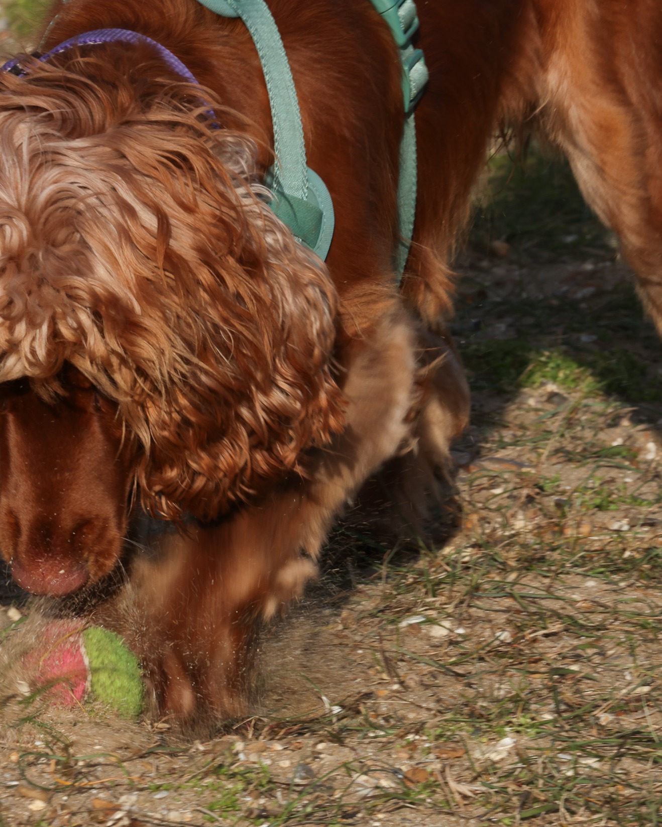 🐾SPANIEL LIFE...🐾
My Sea...& ball
My Friend...& ball
My dig...& ball
My Beach...& ball
It has been a long time since I stepped outside simply to make photographs for the joy of it.
Life has been full — bad weather, busy days, running a business, low energy, and all the quiet responsibilities that slowly fill the spaces where creativity once lived.
But this morning, the moment arrived.
A gentle walk with my best friend and waggiest of tails along the shoreline of Ray’s Creek at Point Clear. Soft sunlight on the water, the quiet rhythm of the tide, my camera in my hands again.
And something inside me exhaled.
I knew I needed fresh air and sunshine. I knew I needed time with my camera. What I didn’t realise was how deeply I had missed it… or how much I truly needed it.
Photography has always been more than making images.
It is presence.
It is breathing space.
It is a small act of self-care.
Today reminded me that creativity asks for time, gentleness, and permission — permission to step away, to notice the light, and to return to ourselves.
Sometimes the simplest walks become the most important ones. 📷☀️🐾