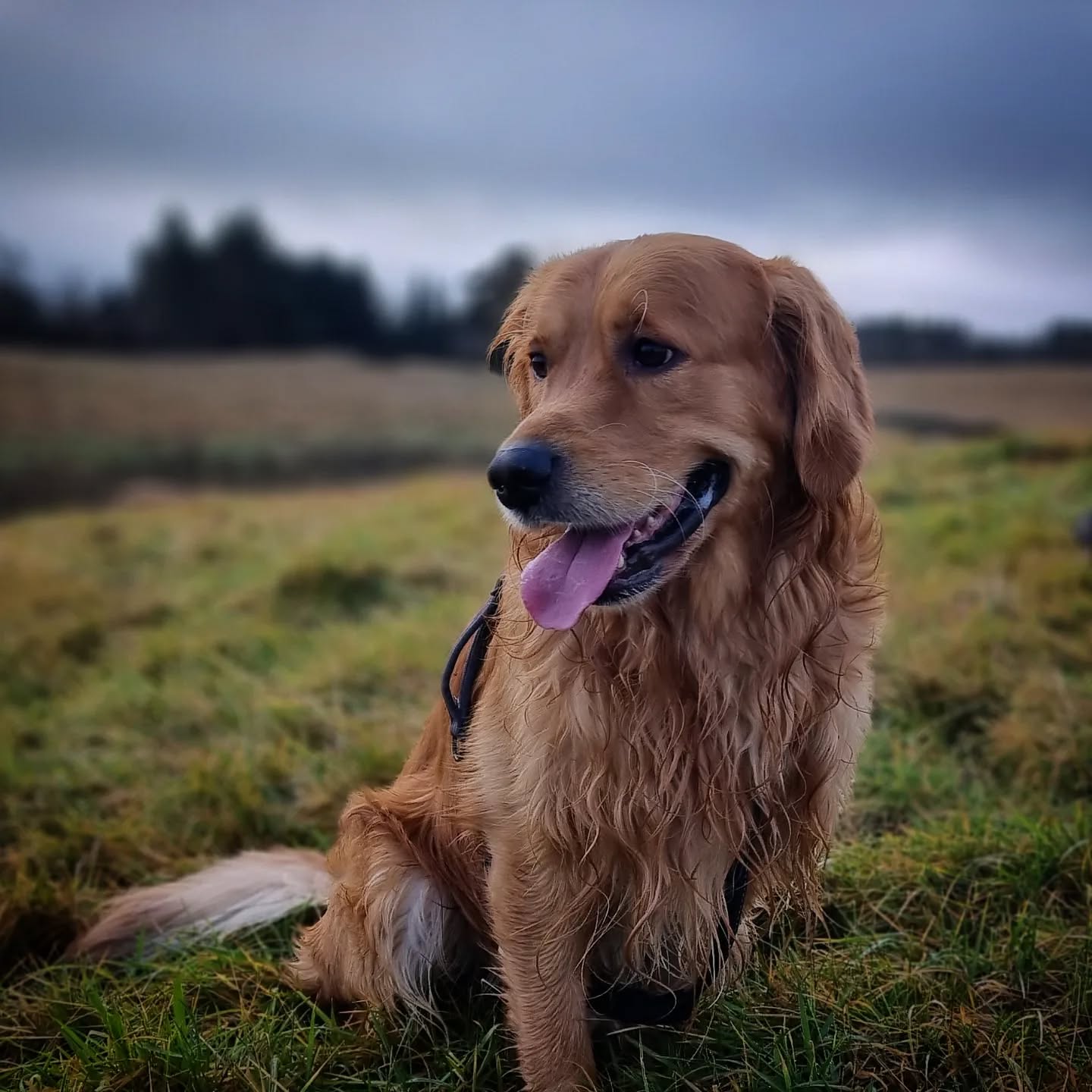 Hunter
#hunter #goldenretriever #goldenretrievers #goldenretrieversofinstagram #retriever #retrieversgram #dogsofinstagram #instadogs #dogsofinsta #dogphotography #scotland #dogstagram #dogsofinstaworld #dogs_of_instagram #goodboy #dogs #happy #doglife #lovedogs #doglovers #pawsome #adventurewithdogs #dogsofig #instagramdogs #dogwalking #doggy #instadog #dogsdaily #dogsonadventures #dogscorner