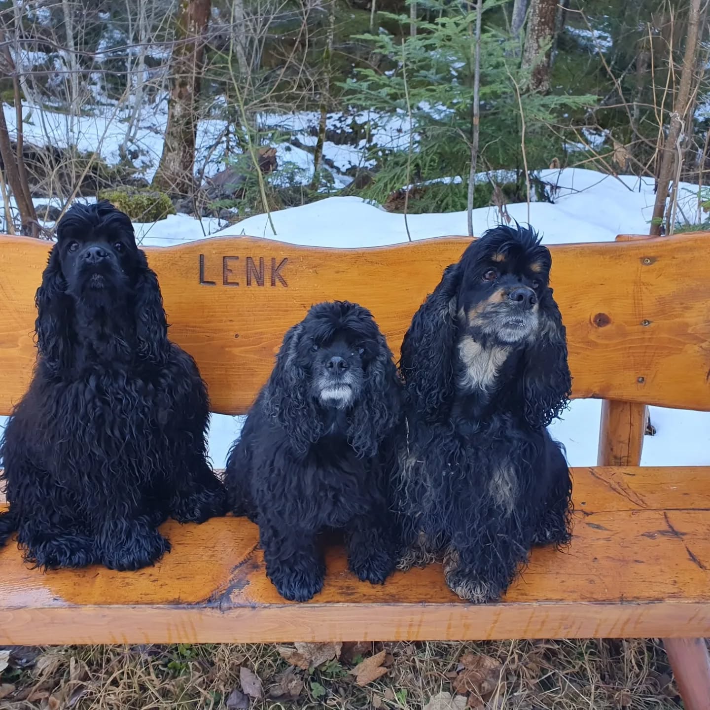 Wir waren eine Woche an der Lenk. Viele neue Eindrücke für die kleine Lucy. Gondelfahren, im Schnee herumrennen, Skifahrer und Schlittler kennenlernen... Sie war am Abend immer ganz schön müde 😊
#americancocker
#lenk
#cockerspaniel