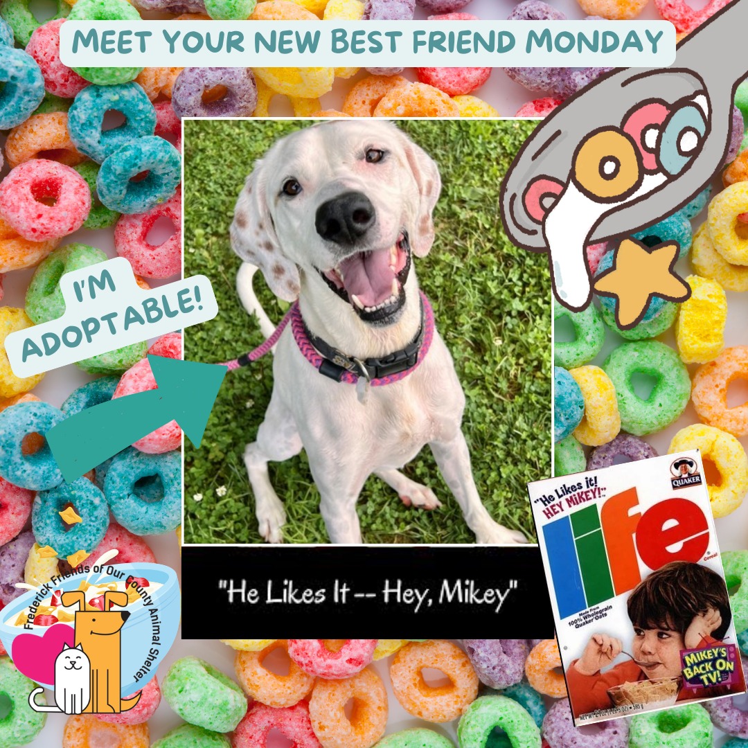 Meet your new best friend Mikey from @fredcoanimalshelter! He is ready to find his forever home with you! He's a six year old hound mix who would love to be the only dog on your home! You can learn more about this sweet boy right here:
https://frederickcountymd.gov/114/Adopt
#dogpeople #shelterdogs #doglovers #frederickmddogs #adoptable #monday #meetyournewbestfriend #mikey #adoptmikey #shelterdogsrule #marylanddogs