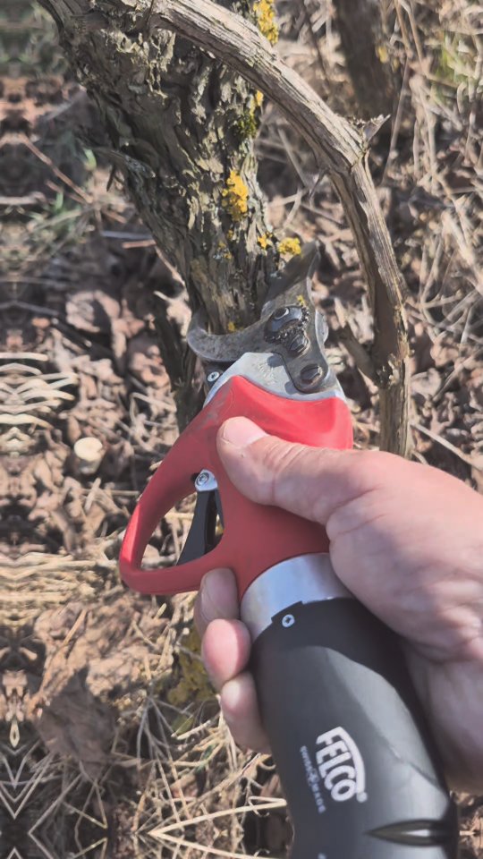 „Sekret dobrego wina zaczyna się od sekatora 🍇✂️”