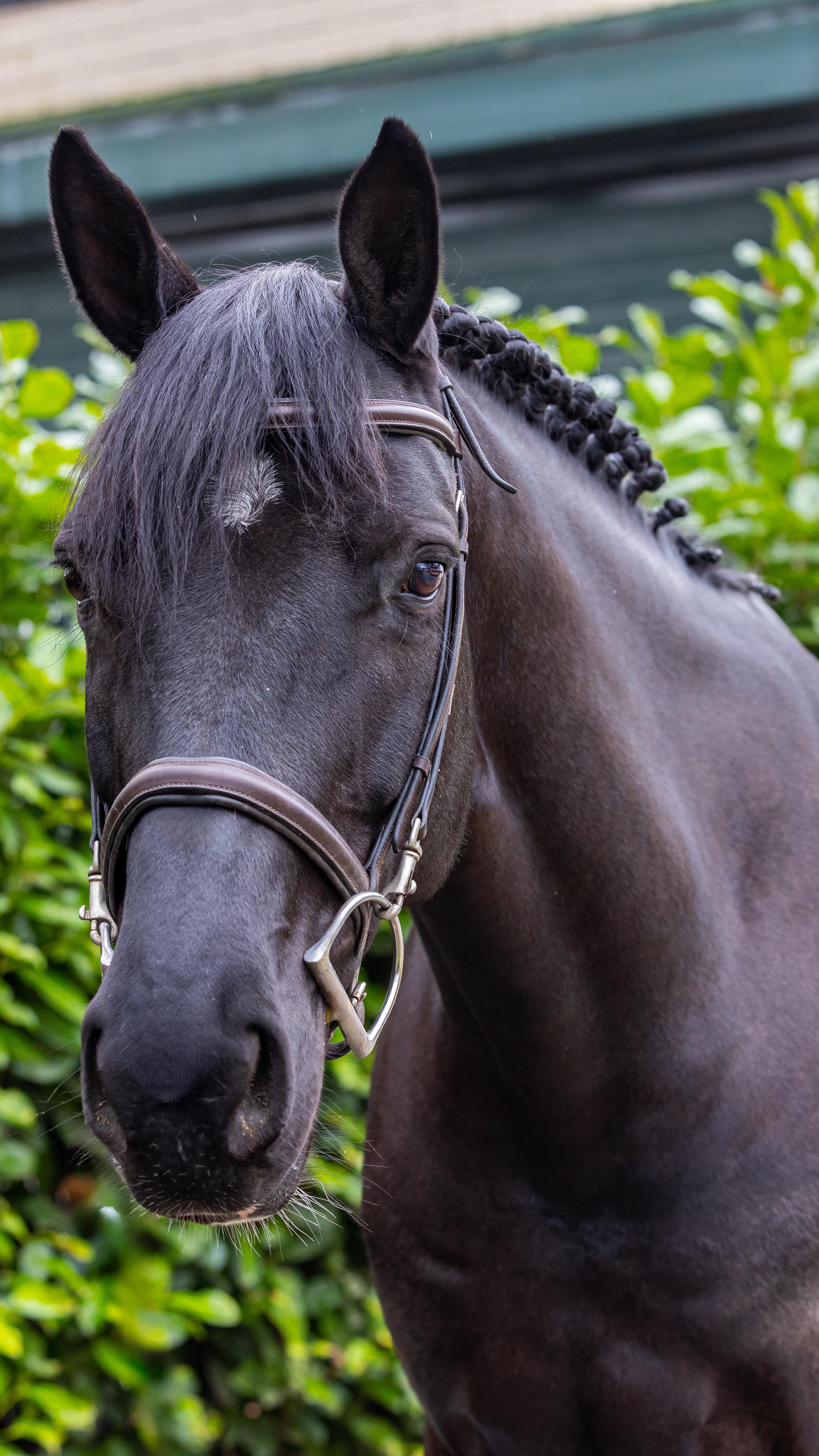 Keep watching if you’re on the hunt for something versatile, safe, sweet and flashy!
⭐️ CADISA ⭐️ 16.1h 8yo mare for literally any ring. The perfect quality and sane 3 ring horse. This mare is a junior or amateur horse dream come true. Super super quiet, no prep, stands without being tied even, bareback rides ok, trail rides ok, miles to 1.20, and can play in any ring.
Super sweet and quiet. One to have a lot of fun on, to grow with, while also being competitive. Tons and tons of video available. Send a message. 💫