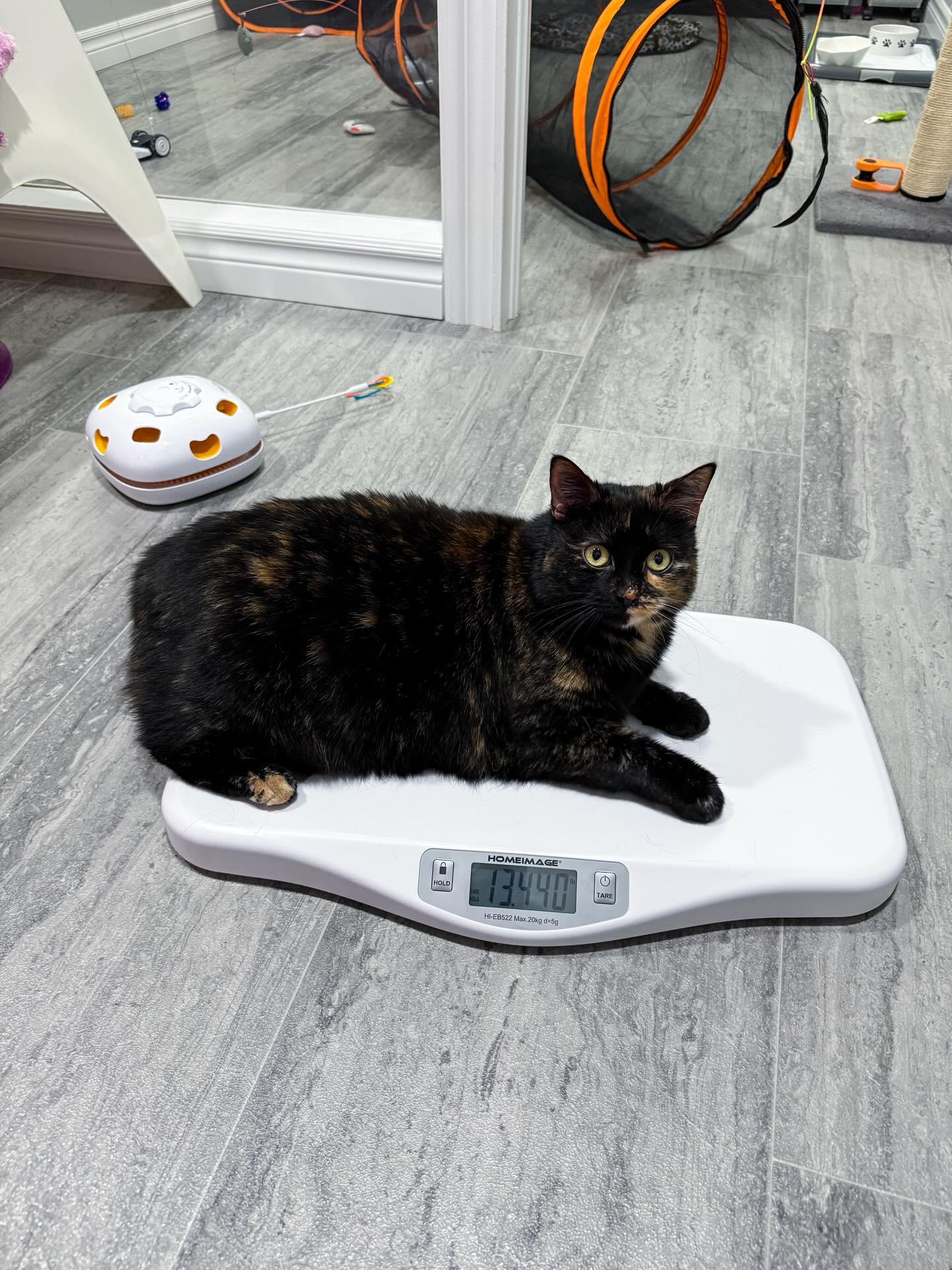 Clementine is weighing in at 13.44lbs which means she’s officially lost over 4.5lbs!! 👏🏼
So proud of my little Clem! 🧡🍊
She’s still waiting on her forever home! She’s looking for a home without other pets or young children. Find more info here: https://www.tinybutmightykittenrescue.org/adopt