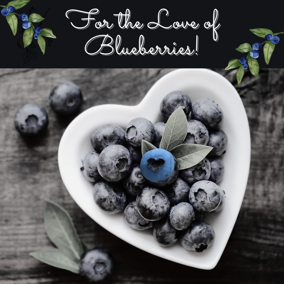 Wild versus Cultivated Blueberries (BBs)
Wild BBs grow throughout woody and mountainous regions of the US and Canada. Native Americans were very fond of blueberries as a key component in their traditional meal, Pemican, composed of wild BBs and dried meat. Wild BBs can be an essential part of a healthy breakfast, smoothie, or dessert adding the amazing benefits of their flavonoid content that may contribute to improved digestion, brain function, blood sugar levels, heart disease, and certain cancers.
A few benefits of wild BBs include:
*The antioxidant, anthocyanin, is two times higher in wild versus cultivated BBs.
*Wild BBs are handpicked and grown ecologically reducing carbon & water footprint.
*72% more fiber in wild BBs.
Health benefits of anthocyanidins in Wild BBs:
* Therapeutic for varicose veins, hemorrhoids, and peptic ulcers
*Antioxidant activity in the protection against Alzheimer’s Disease
*Improving vision and protecting against age-related macular degeneration
*Clinical studies have shown to improve nighttime visual activity, reduce sensitivity to bright lights, diabetic retinopathy, protection against the development of cataracts and glaucoma
*BBs were a traditional remedy for both diarrhea and constipation due to the astringent activity of the digestive system to firm up loose stools due to the tannins they contain.
*BBs promote urinary tract health due to the same content as cranberries that help prevent/eliminate urinary tract infections. Components found in cranberry and BB juice rescue the ability of E.coli, the bacterium that is the most common cause of urinary tract infections
Note of caution:
*Cultivated BBs are one of the dirty dozen, please wash and rinse your blueberries with an ACV solution before you dry and freeze them for use in winter months for best results. Be well!
#achsedu #holistichealth #healthgoals #healing #antioxidantrich
#healtheducation #holisticnutrition
#holisticpractitioner #liveyourtruestself #inspiration #foodismymedicine
#mentalhealth #nanpofficial #resilience #wellness #plantmedicines
#wellnesscoaching #selfcare