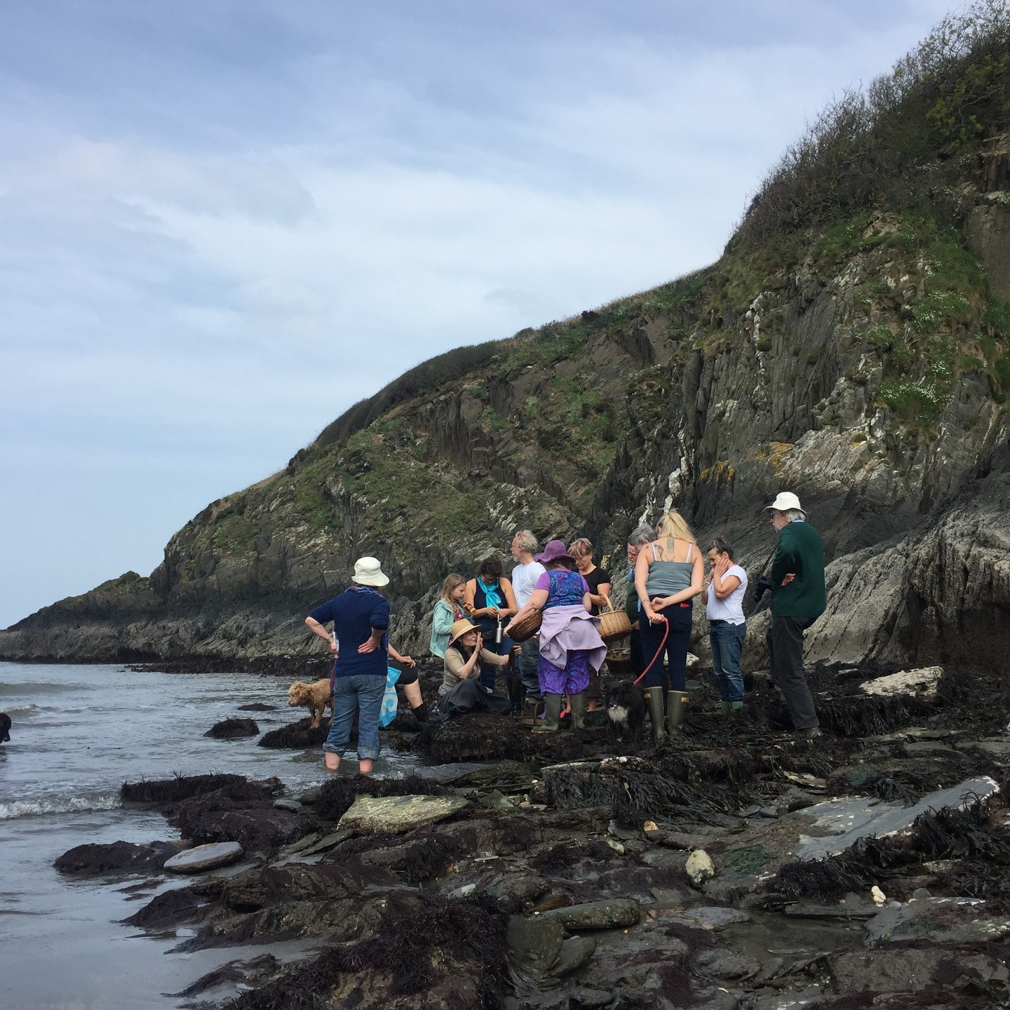 We still have a couple of spaces left on our Coastal Connection workshop this Thursday 20th March.
We will start the afternoon with a slow, informative forage on Goodwick sands, gathering and identifying at least ten edible seaweeds at low tide. Then back to @jolettelerouxdesign studio for a couple of creative hours decorating a cotton bag with seaweed inspired prints, embroidery or paints. Also seaweed treats, snack and refreshments to enjoy. This will be a super nourishing day, full of inspiration and learning new skills.
Link on website, in bio.
Mae gennym ni gwpl o leoedd ar ôl o hyd yn ein gweithdy Cysylltiad Arfordirol ddydd Iau yma, 20 Mawrth.
Byddwn yn dechrau'r prynhawn gyda chwiliad bwyd araf ac addysgiadol ar draeth Goodwick, gan gasglu ac adnabod o leiaf deg o wymonau bwytadwy ar lanw isel. Yna'n ôl i stiwdio @jolettelerouxdesign am gwpl o oriau creadigol yn addurno bag cotwm gyda phrintiau, brodwaith neu baentiau wedi'u hysbrydoli gan wymonau. Hefyd danteithion gwymon, byrbryd a lluniaeth i'w mwynhau. Bydd hwn yn ddiwrnod maethlon iawn, yn llawn ysbrydoliaeth a dysgu sgiliau newydd.
Dolen ar y wefan, yn y bio.