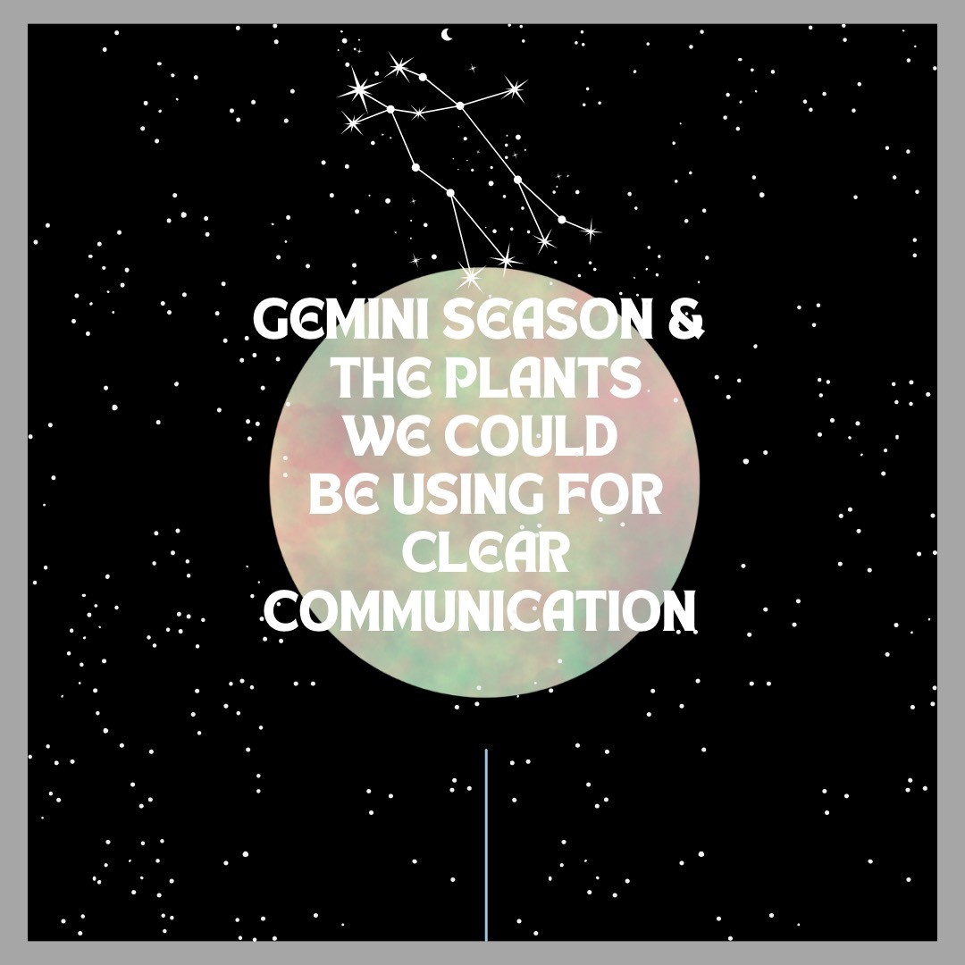 🧠Mejorar la función y el rendimiento mental no solo nos ayuda a nosotros, ayuda en nuestras relaciones, en la forma que nos comunicamos y creamos sentido de nuestro mundo interno.
🫶🏼Podemos apoyarnos de suplementos herbales que nos ayuden a delegar nuestra energía y rendimiento mental y emocional de forma optima.
🌿Los nootrópicos, también conocidos como "potenciadores cognitivos" ayudan a mejorar la memoria, aumentar el estado de alerta mental y la concentración, así como aumentar los niveles de energía y la vigilia a través de sus propiedades antidepresivas, antiinflamatorias, entre otras.
♊️Aprovechando tambien la energia astral del Sol en Geminis y como este signo regido por Mercurio, el planeta de la comunicación nos puede guiar a mejorar y comprender las diversas forma en que nos comunicamos.
#plantmedicine #herbolaria #herbalismo #adaptogenos #bacopa #poormansginseng #eleuthero #nootropics #brainhealth #neuroprotector #pachamagic #magiadelatierra