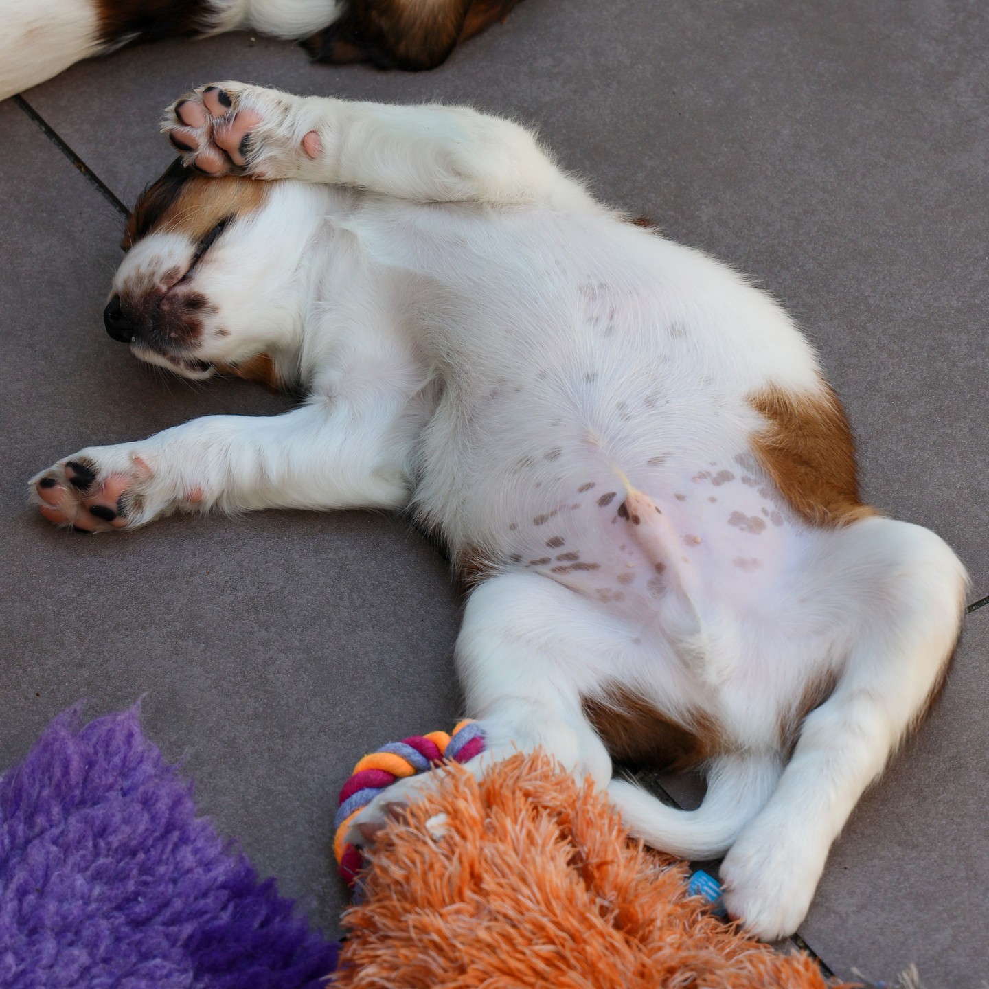 Het maakt niet echt uit in welke houding je ligt, het ligt toch allemaal lekker.
#kooiker #kooikerhondje #kooikersofinstagram #puppies