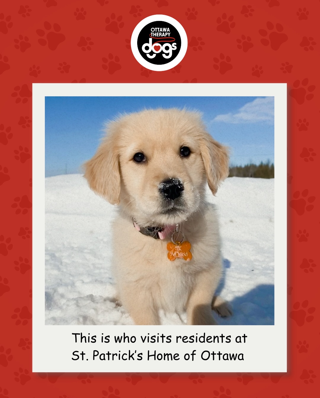 Meet some of the little pups who grew up to have big hearts and good manners to become Ottawa Therapy Dogs!
They are all cherished volunteers in a variety of health care, educational and social service facilities in Ottawa.
#thisiswho #babytrend #ottawatherapydogs #ottawadogsofinstagram #therapydogs