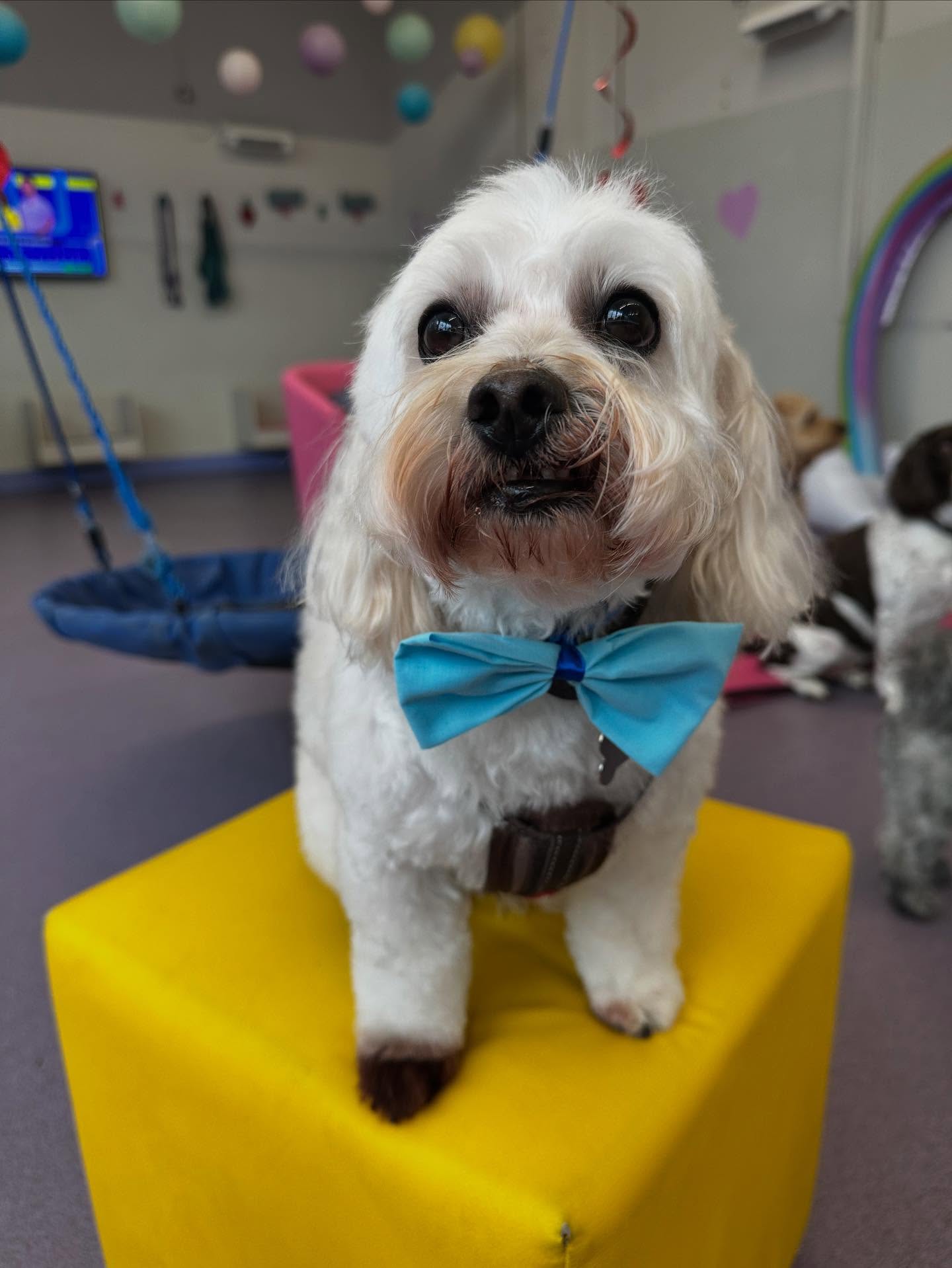 @debbieeast63 what a gorgeous boy 💛