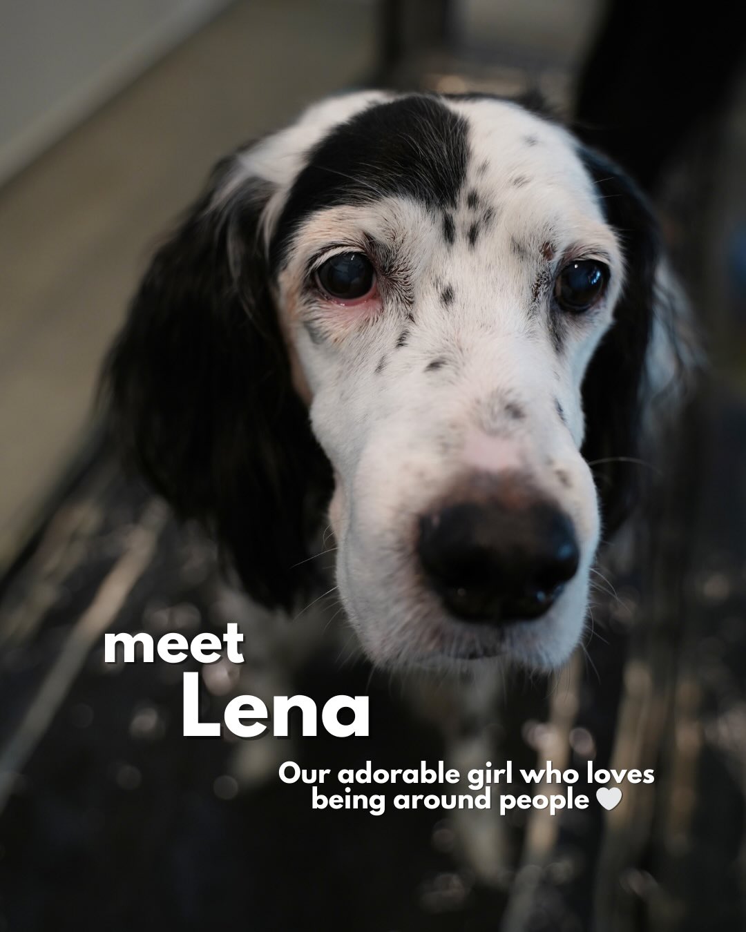 MEET: LENA ๐พ
This cutie LOVES being around her humans ๐ and we LOVE her too โค๏ธ
๐57 Jalan Tua Kong