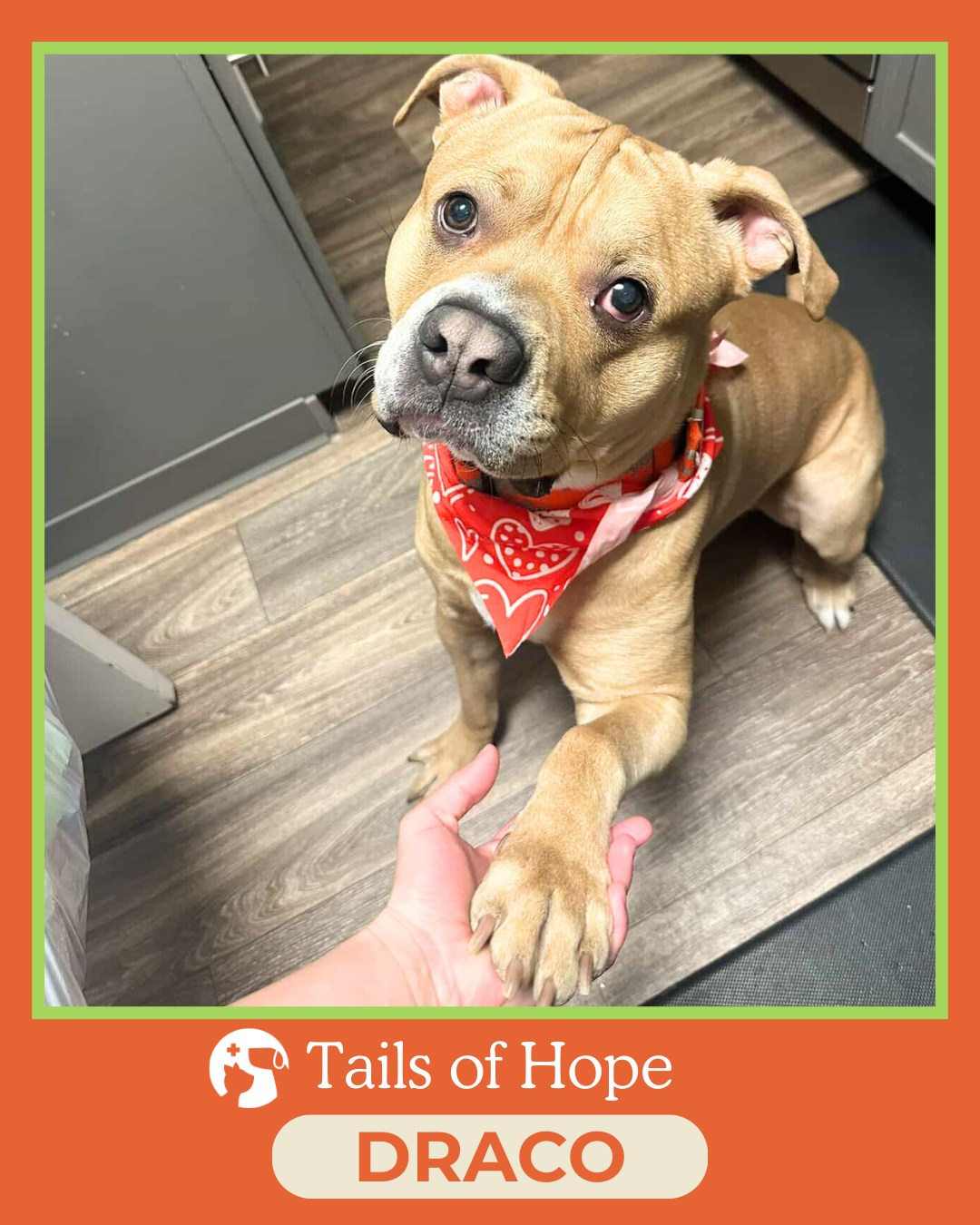 Whoot! Draco’s life was saved!
When he came to Mission, Draco was weak, dehydrated, losing weight, and struggling with vomiting and bloody diarrhea. X‑rays revealed a foreign body obstruction — he had swallowed a toy, and without surgery, he wouldn’t survive.
His mom was doing everything she could, but the cost of urgent surgery felt impossible. Our medical team and social worker worked together to make sure Draco got the care he needed right away. He was stabilized, supported, and taken to surgery so he could have a real chance.
Today, Draco is home — safe, healing, and deeply loved. He even celebrated his 2nd birthday this January, a milestone his family wasn’t sure they’d reach just a few months earlier. His mom said it best:
“You’re not just a dog… you’re my son, my little soulmate in a fluffy body.”
Stories like Draco’s are why Mission exists: to protect the bond between pets and the people who love them, especially when crisis hits.
Accessible care saves lives — because they’re family. 🐾💛
#missionanimalhospital