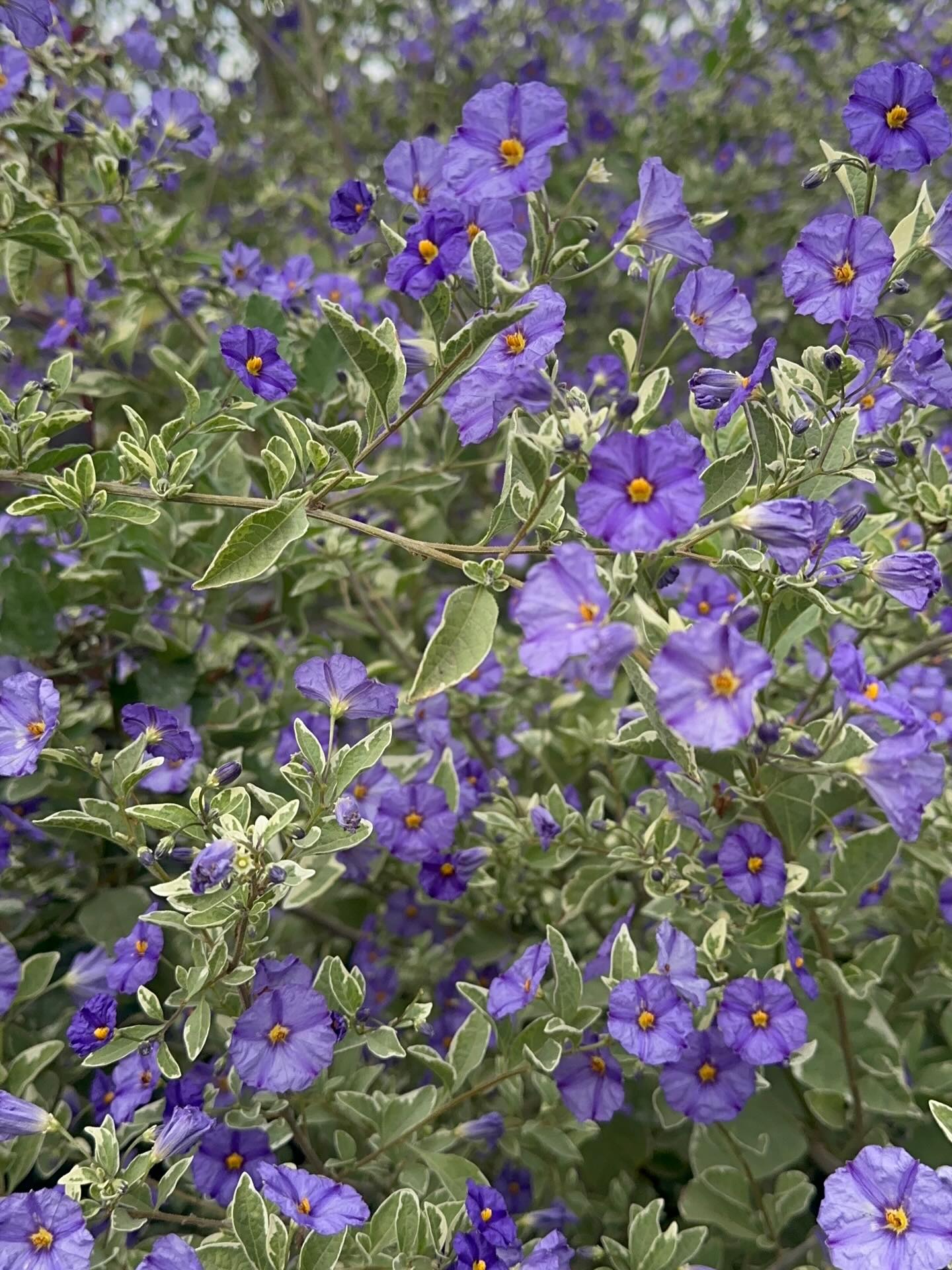 SOLANUM RANTONETTI VARIEGADO