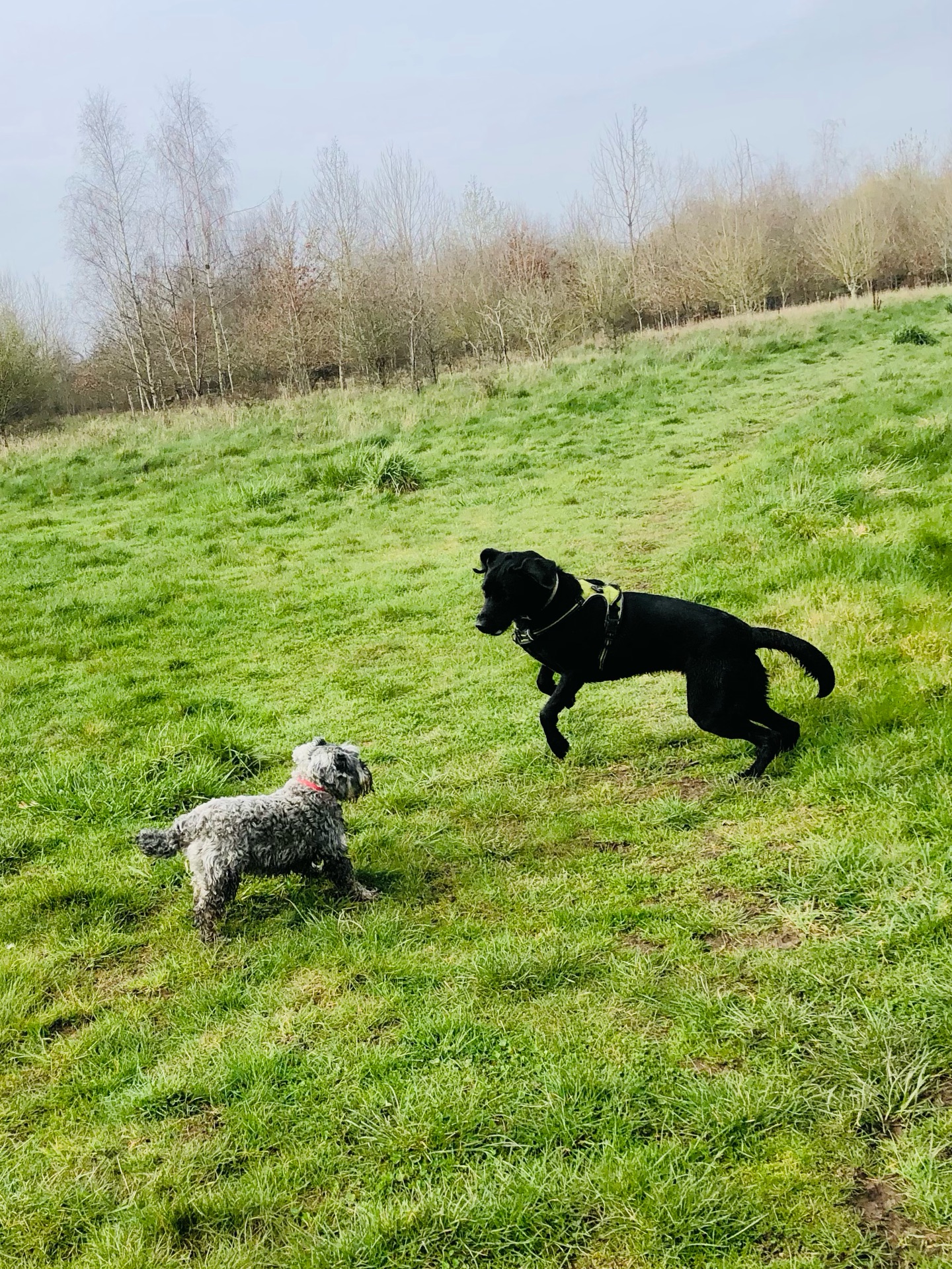 🐾❤️
If your dog would like to have a walk with us then contact us at www.ardendogwalking.co.uk and check out our half-day experience.
#ullenhall #tanworthinarden #hockleyheath #henleyinarden #dog